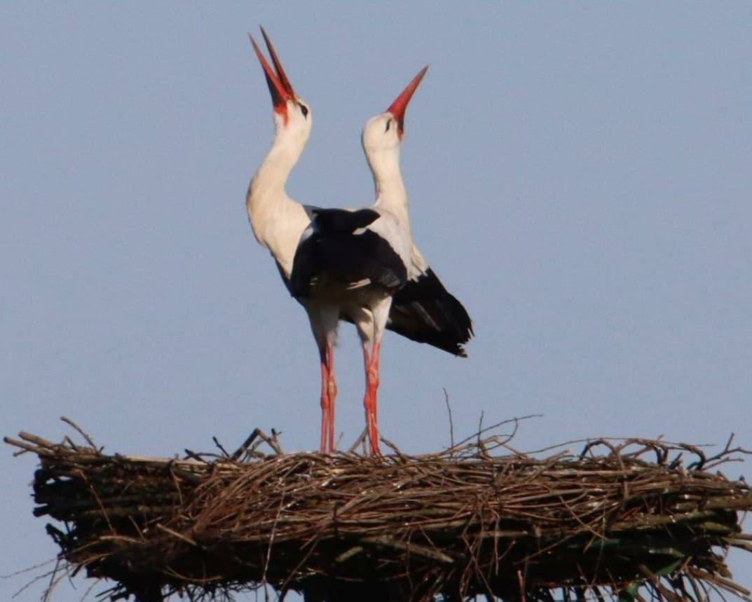 Störche nisten im Hülser Bruch