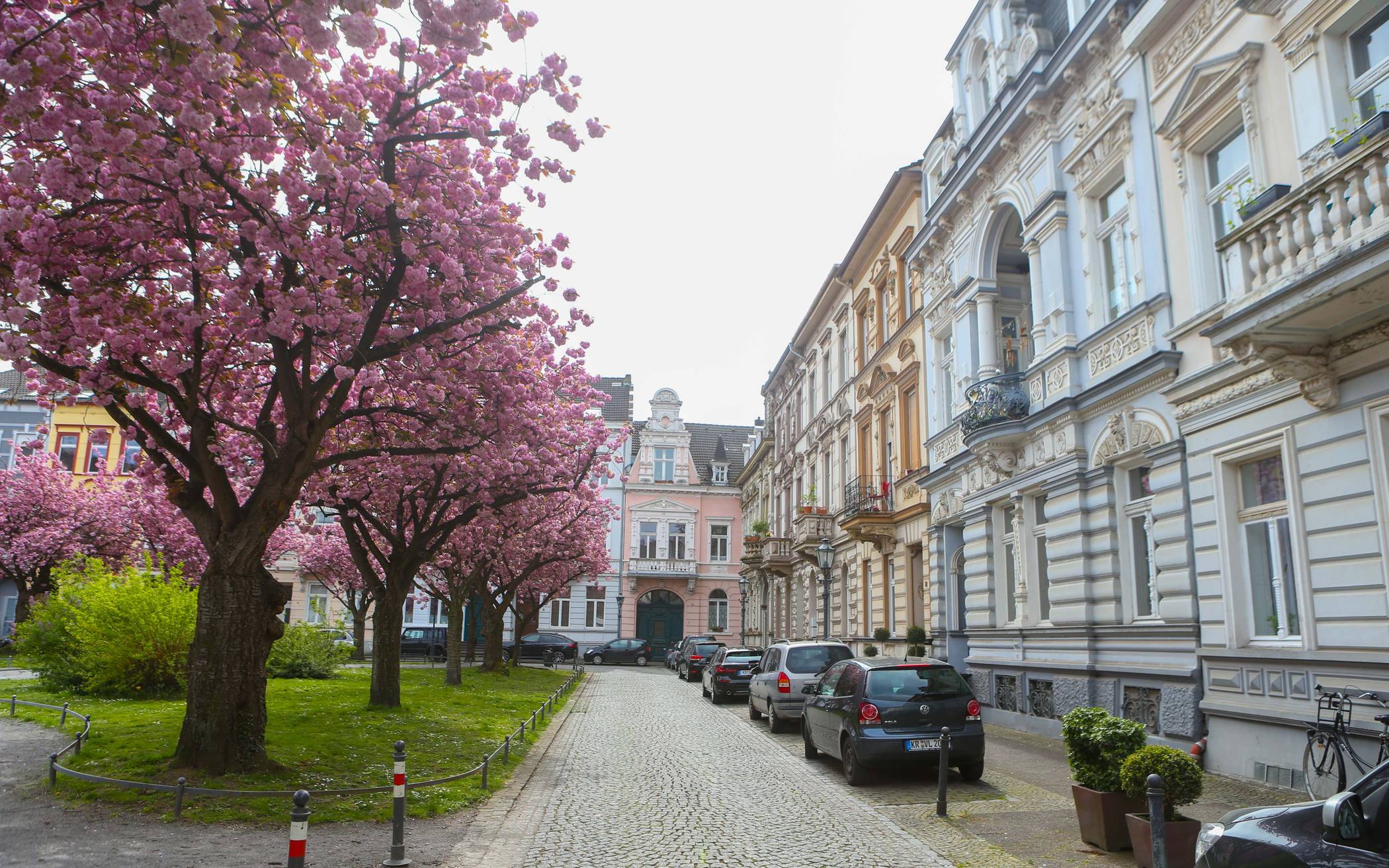 Wundervolle Kirschblüte in Krefeld