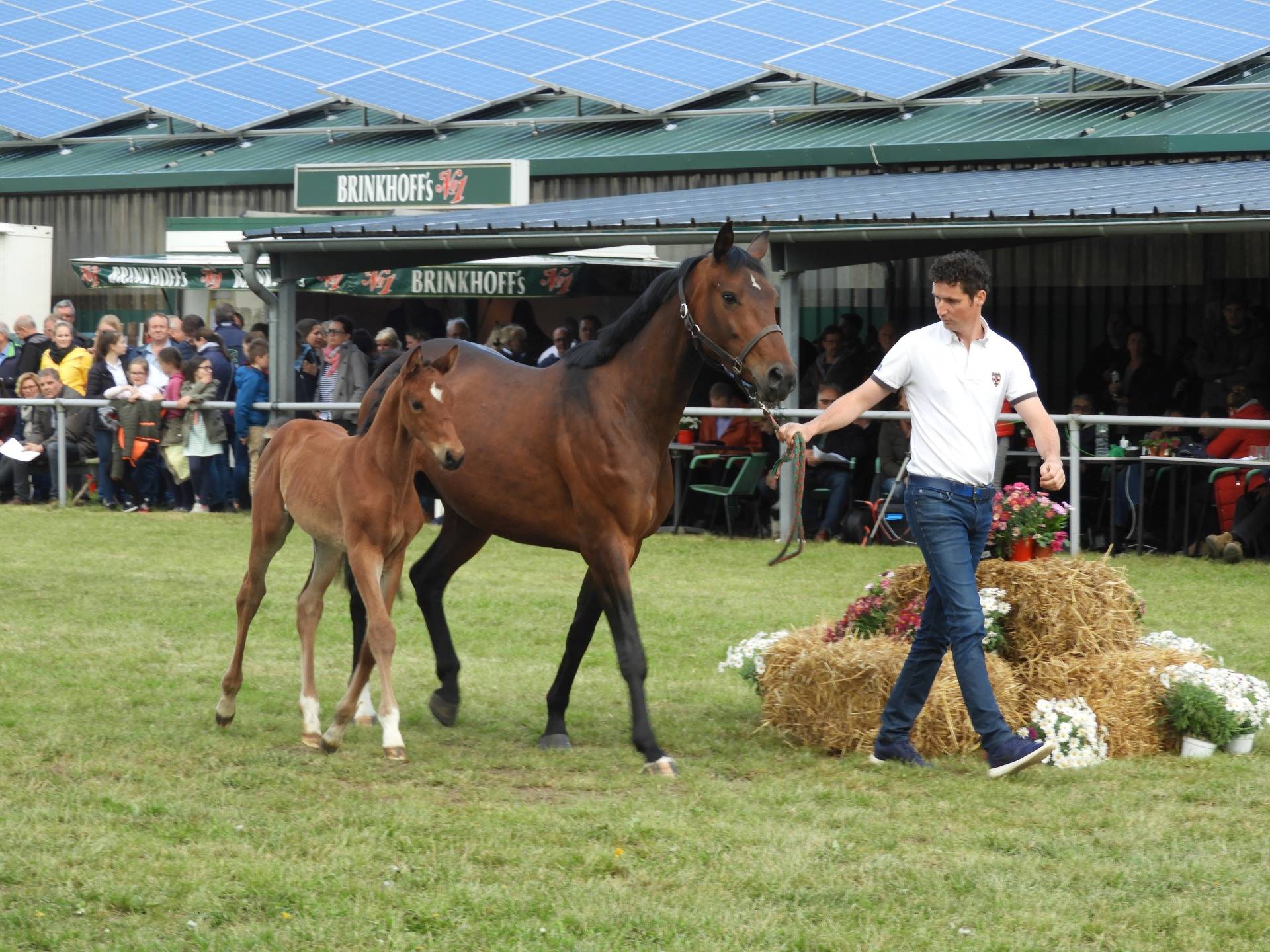 Fohlenchampionat der Kreispferdezüchter