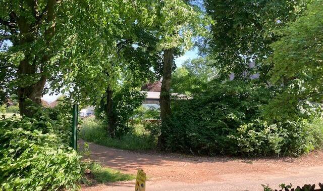  Unter anderem um diese vier Bäume am Kuhlenweg geht es beim aktuellen Streit um ein geplantes Bauprojekt in Nierst. 