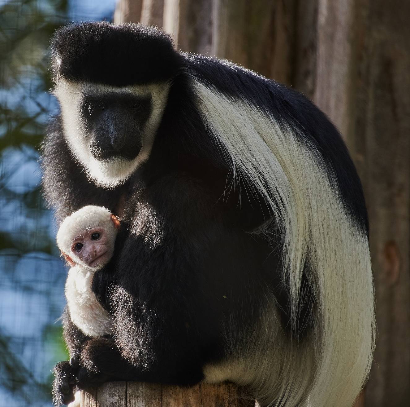  Die Guereza-Affen im Zoo Krefeld haben nun ein runderneuertes Außengehege. 