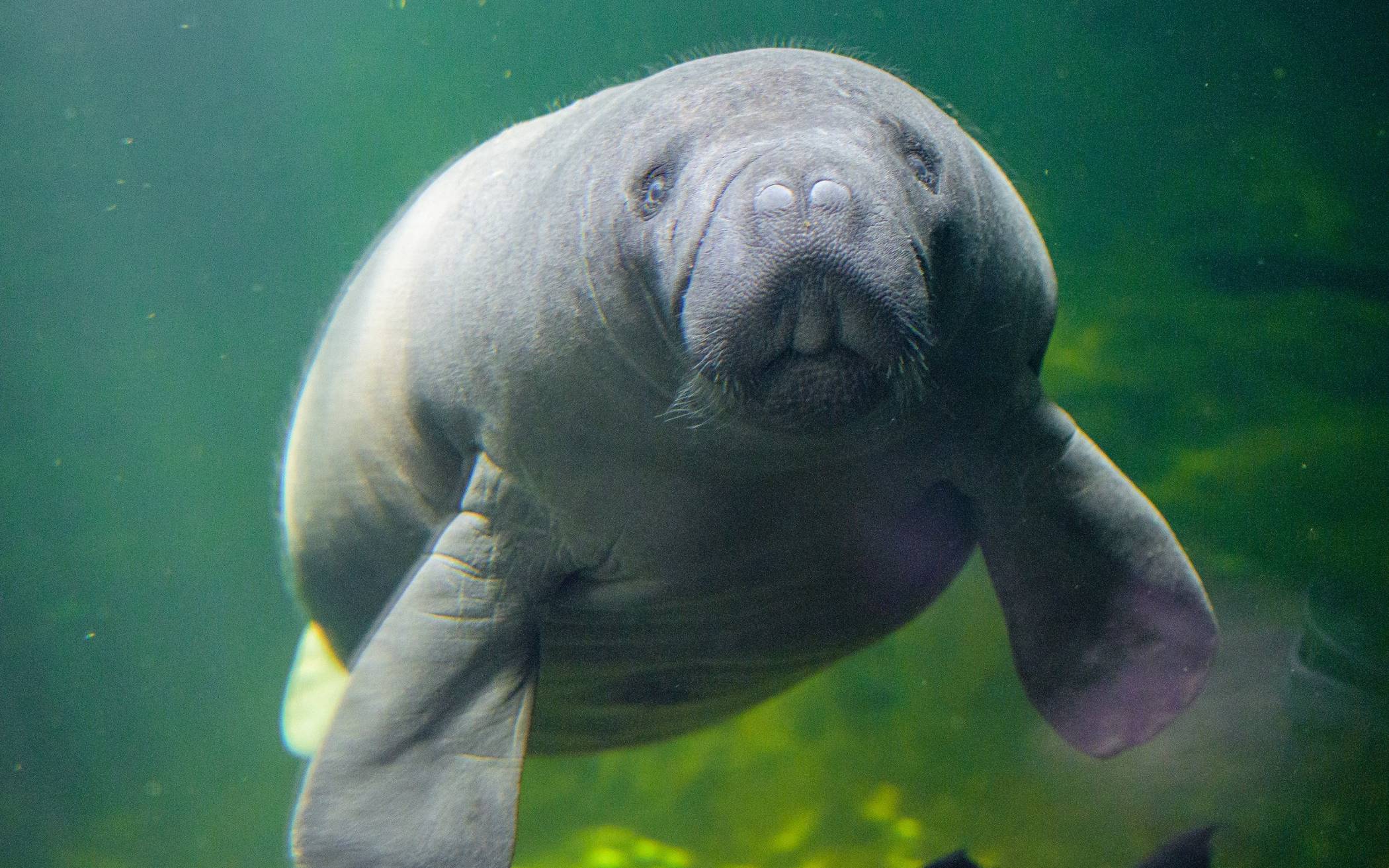 Wo fast 50 Jahre lang Amazonas-Flussdelfin „Baby“ seine Runden drehte, sind jetzt Seekühe zu sehen. 