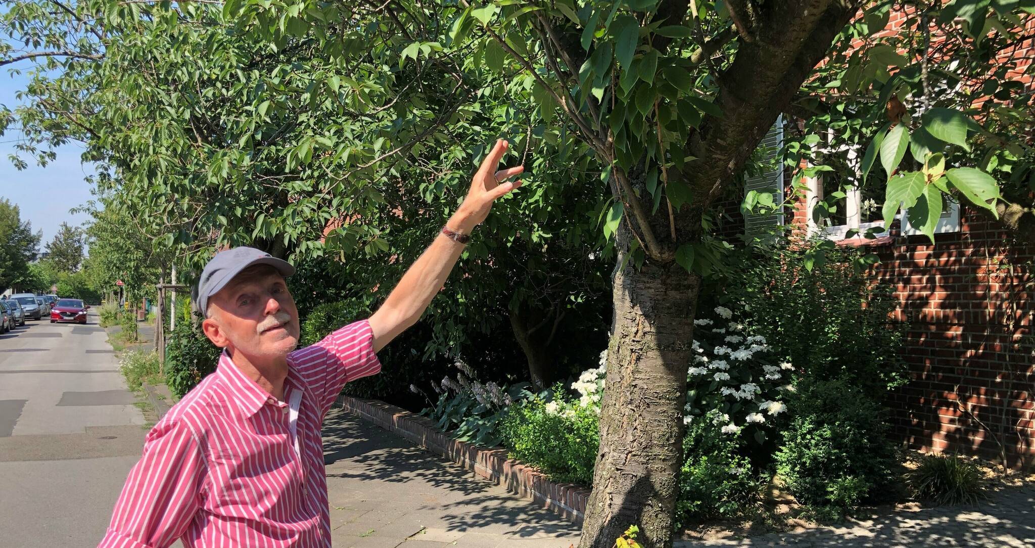 Kleine Angelegenheit, langer Weg zur Umsetzung: Claus Lange wünscht sich eine Verlegung des Parkstreifens in der Nordstraße, um Schäden an den dort stehenden Kirschblüten zu vermeiden. 