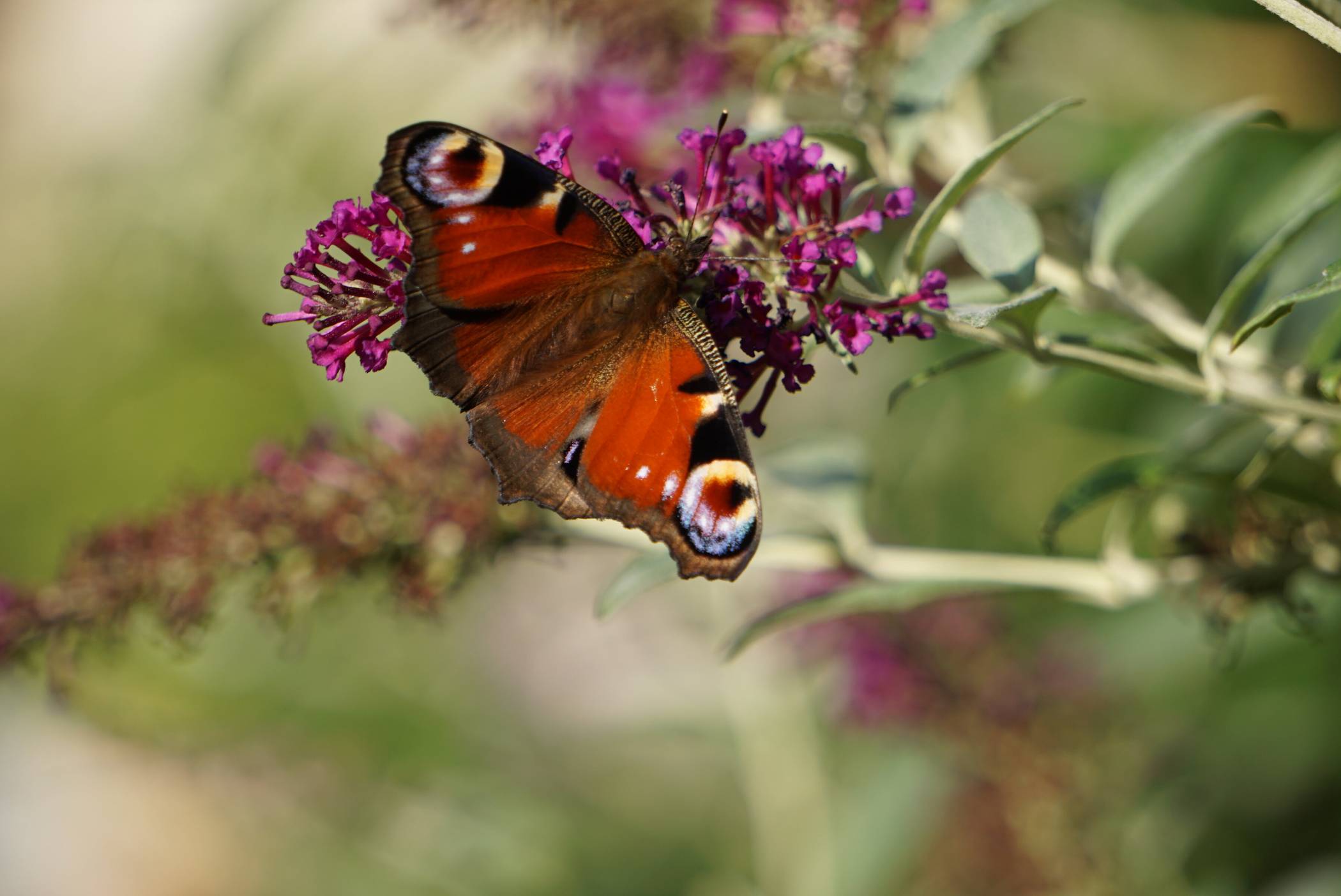 Vorgarten-Wettbewerb in Krefeld