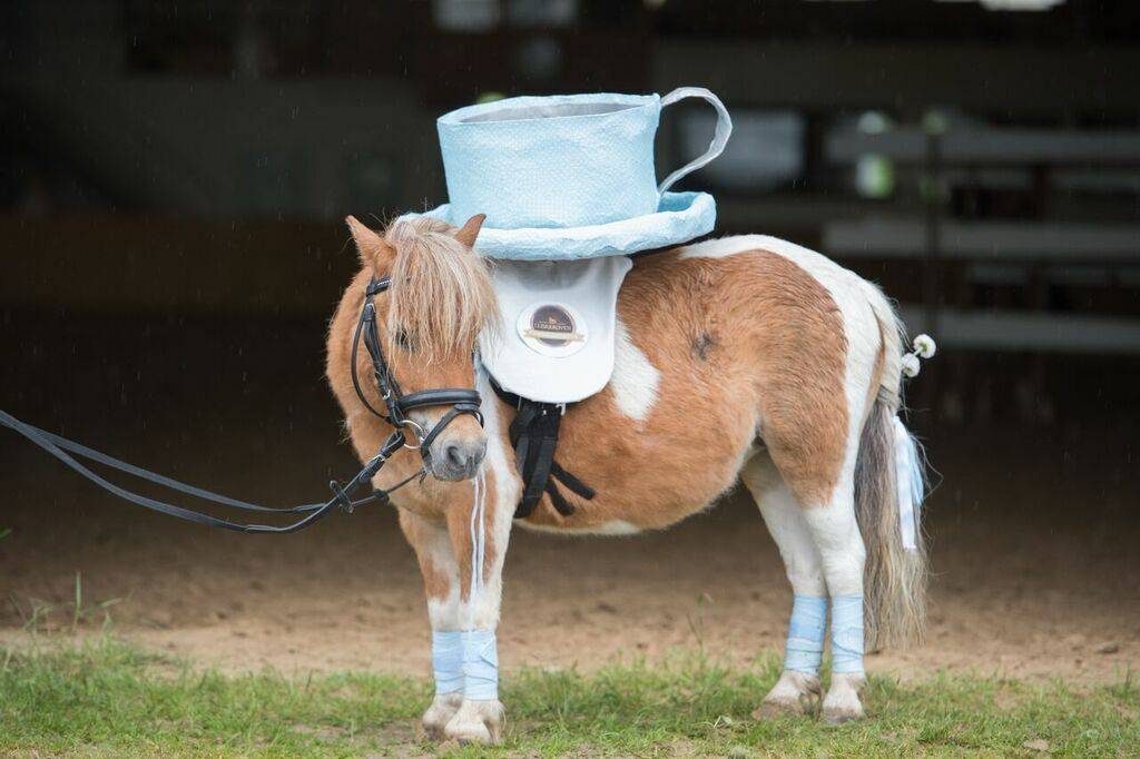 Sommerfest beim Reit- und Fahrverein Schmalbroich Kempen