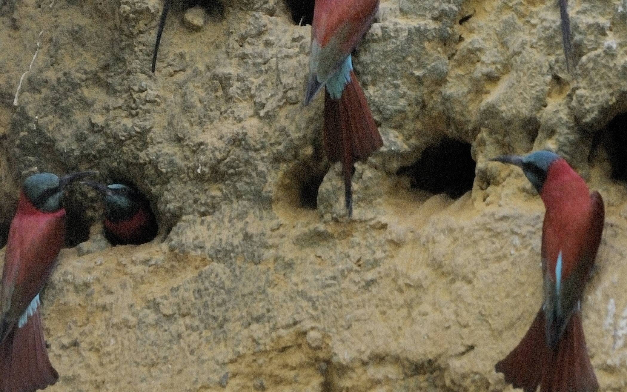 Ungewöhnlicher Zuchterfolg bei den Scharlachspinten