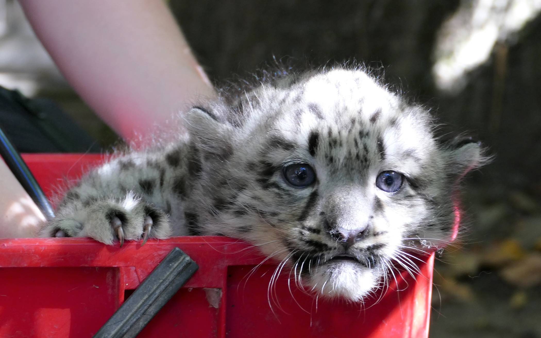 Süße Schneeleoparden im Krefelder Zoo