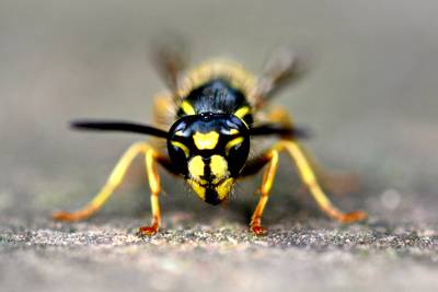 Wespennester auf dem neuen Stadtwaldspielplatz