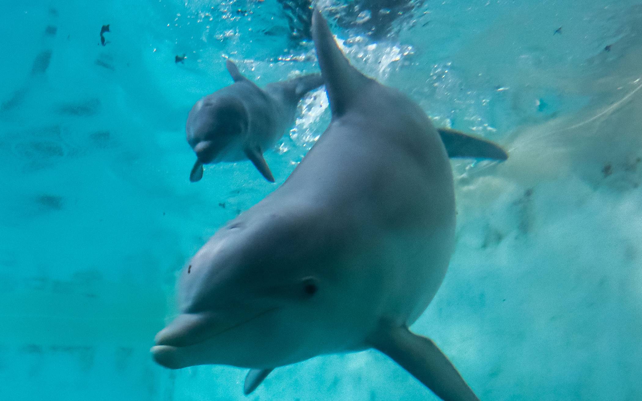 Um den Nachwuchs zu schützen, ist