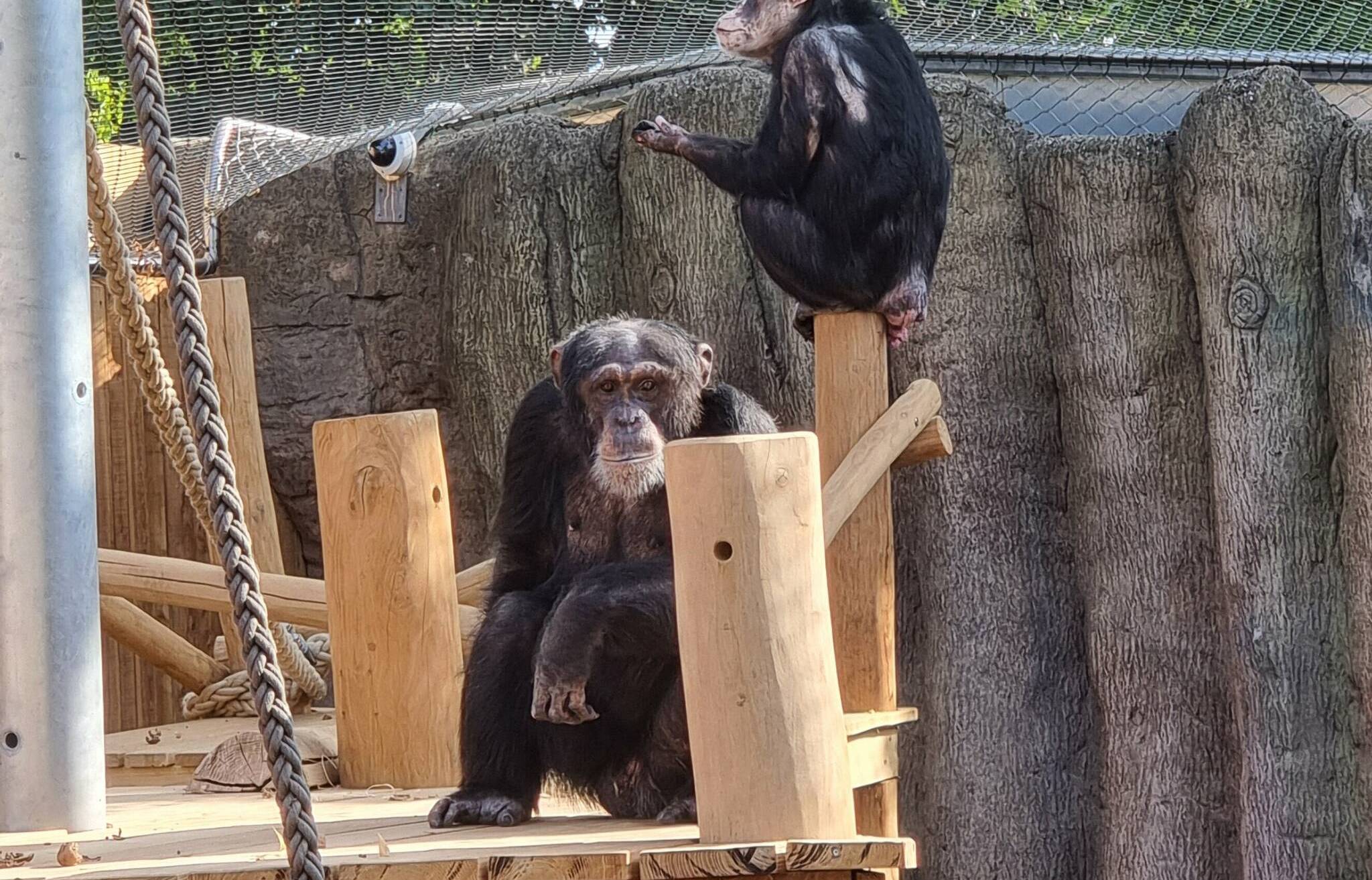 In Beschlag genommen: Bally und Limbo