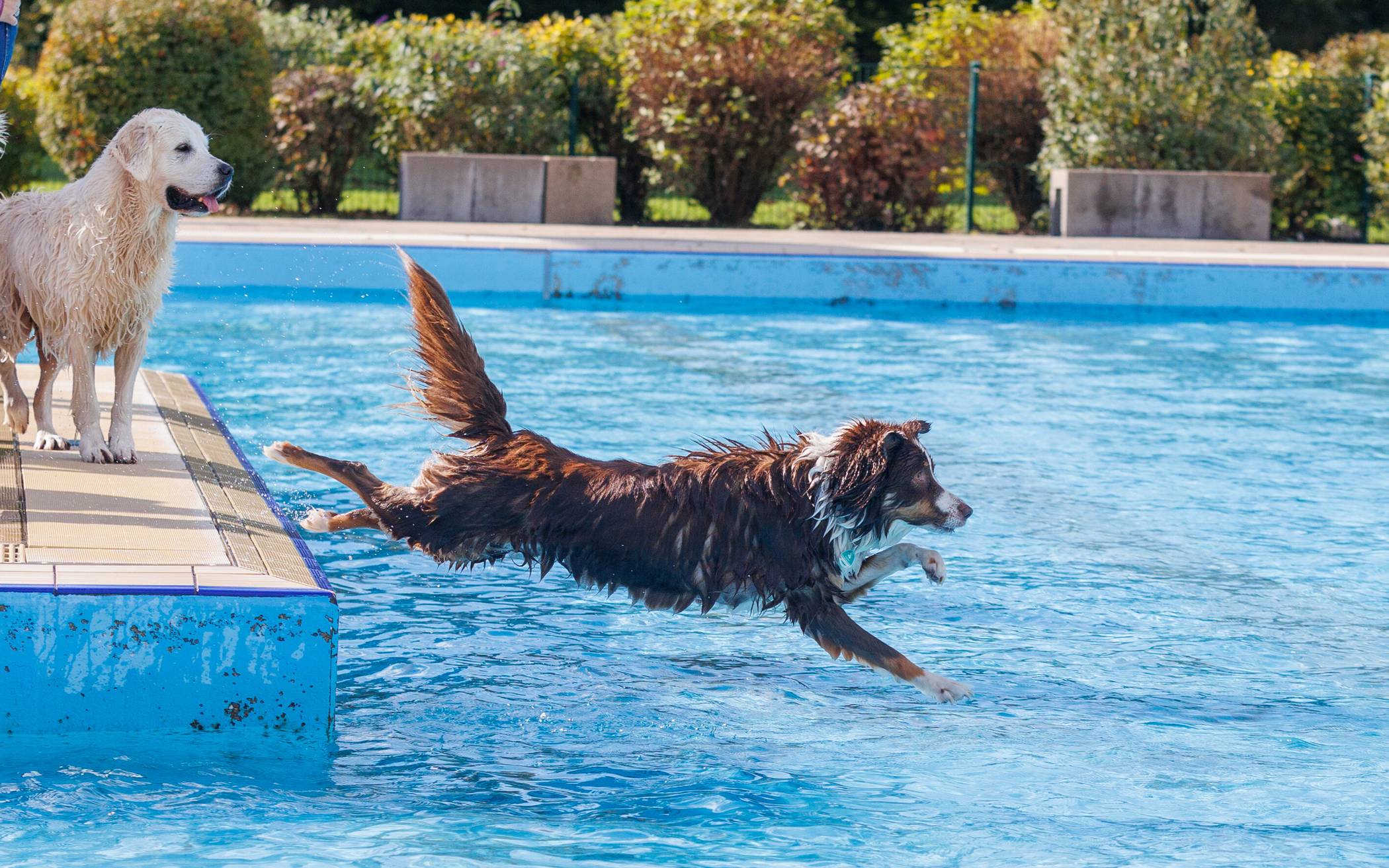 Erstes Krefelder Hundeschwimmen