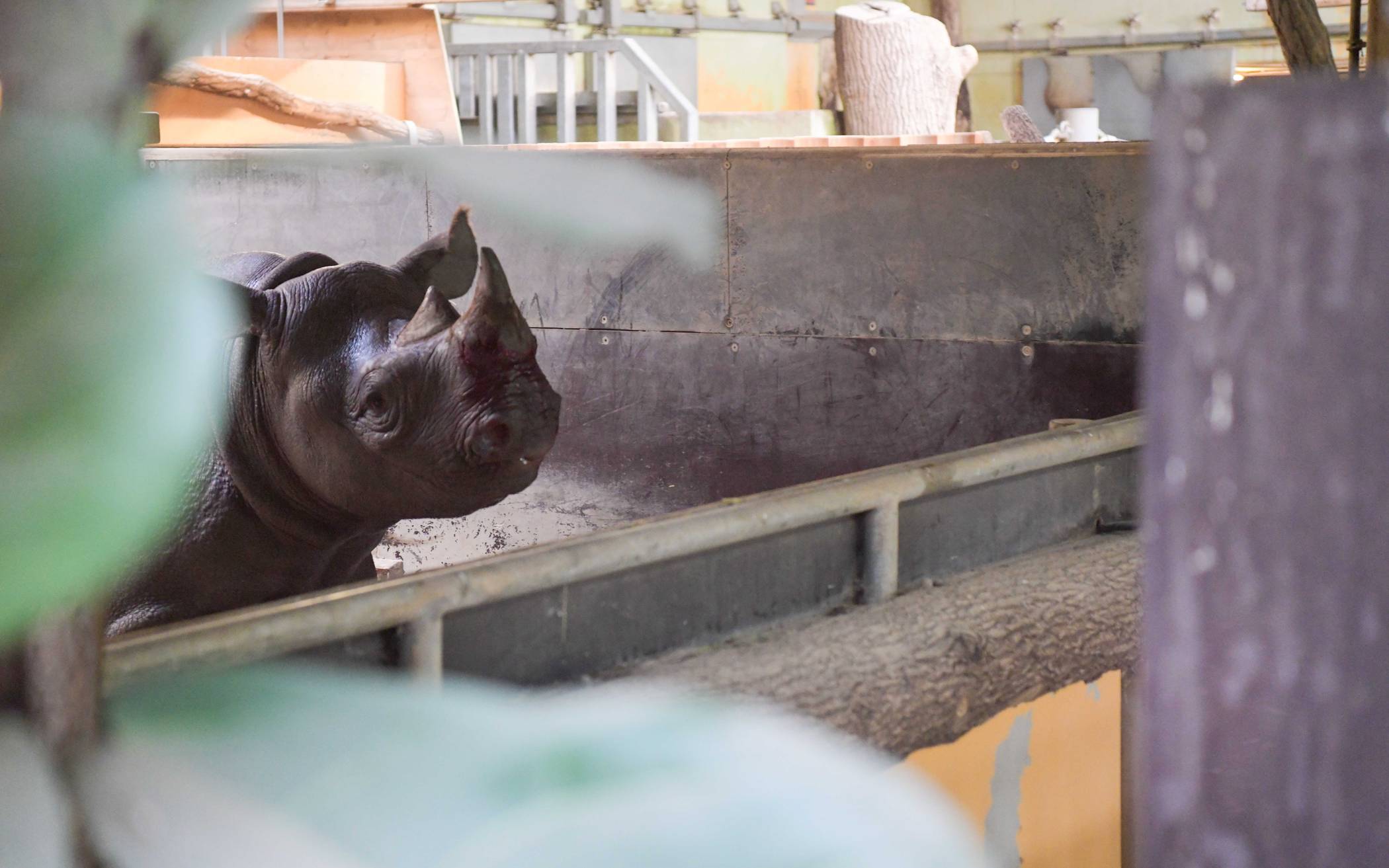 Krefelds neue Nashornkuh ist da