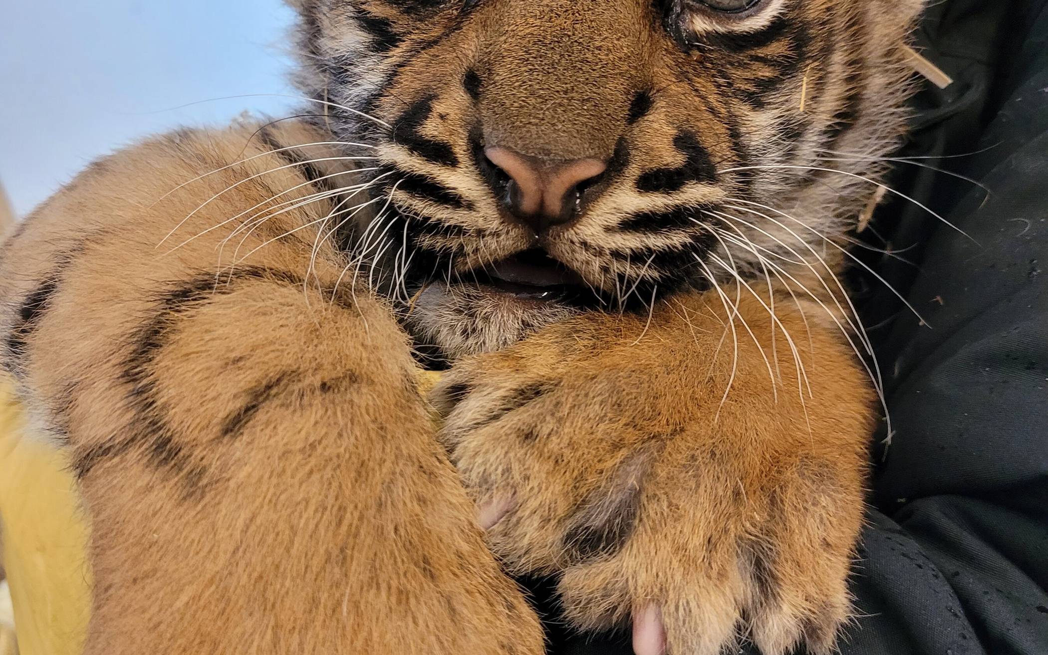 Süßer Tigernachwuchs im Krefelder Zoo