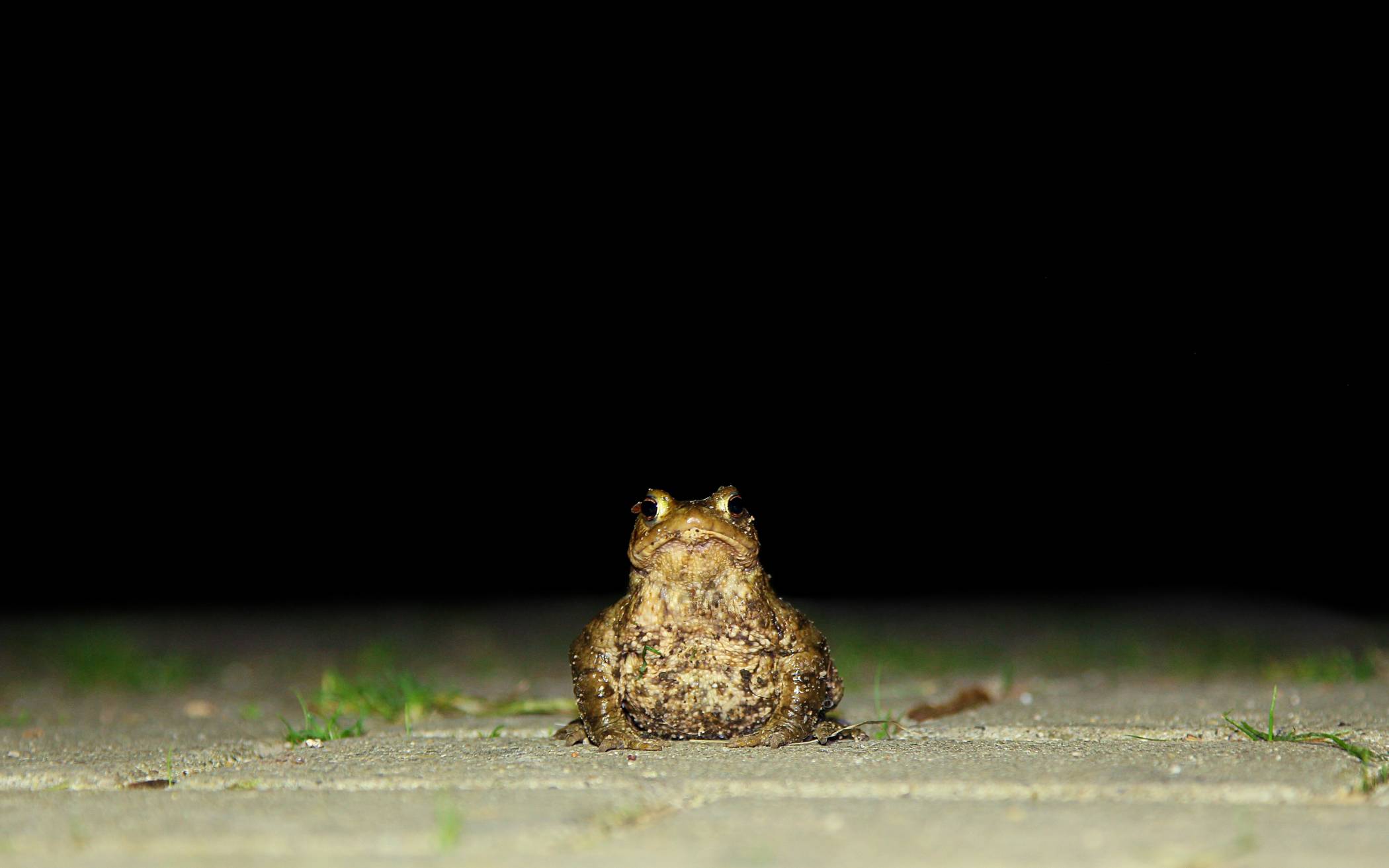 Frosch und Kröte gehen auf Wanderschaft
