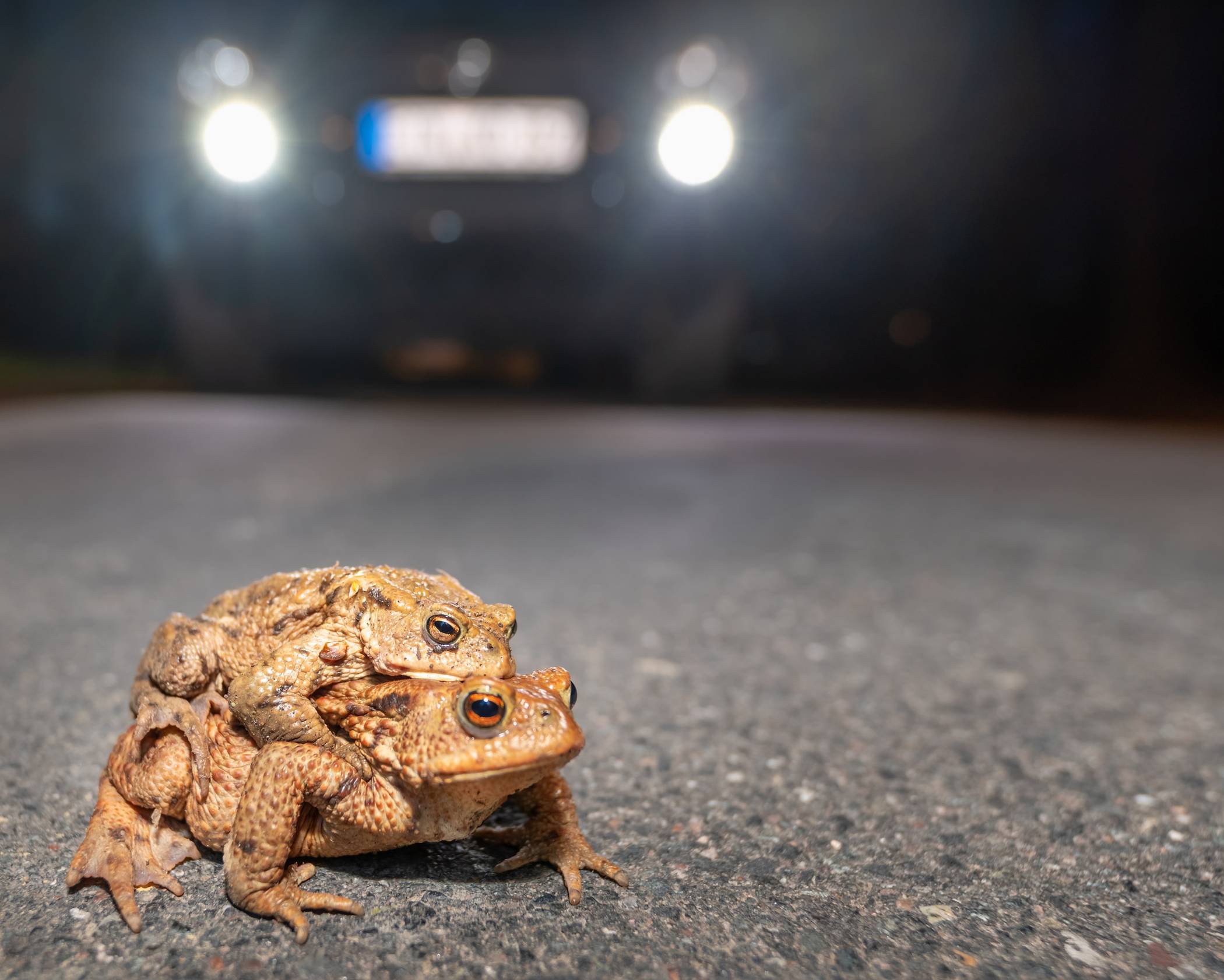 Autofahrer aufgepasst: Die Kröten wandern wieder ...