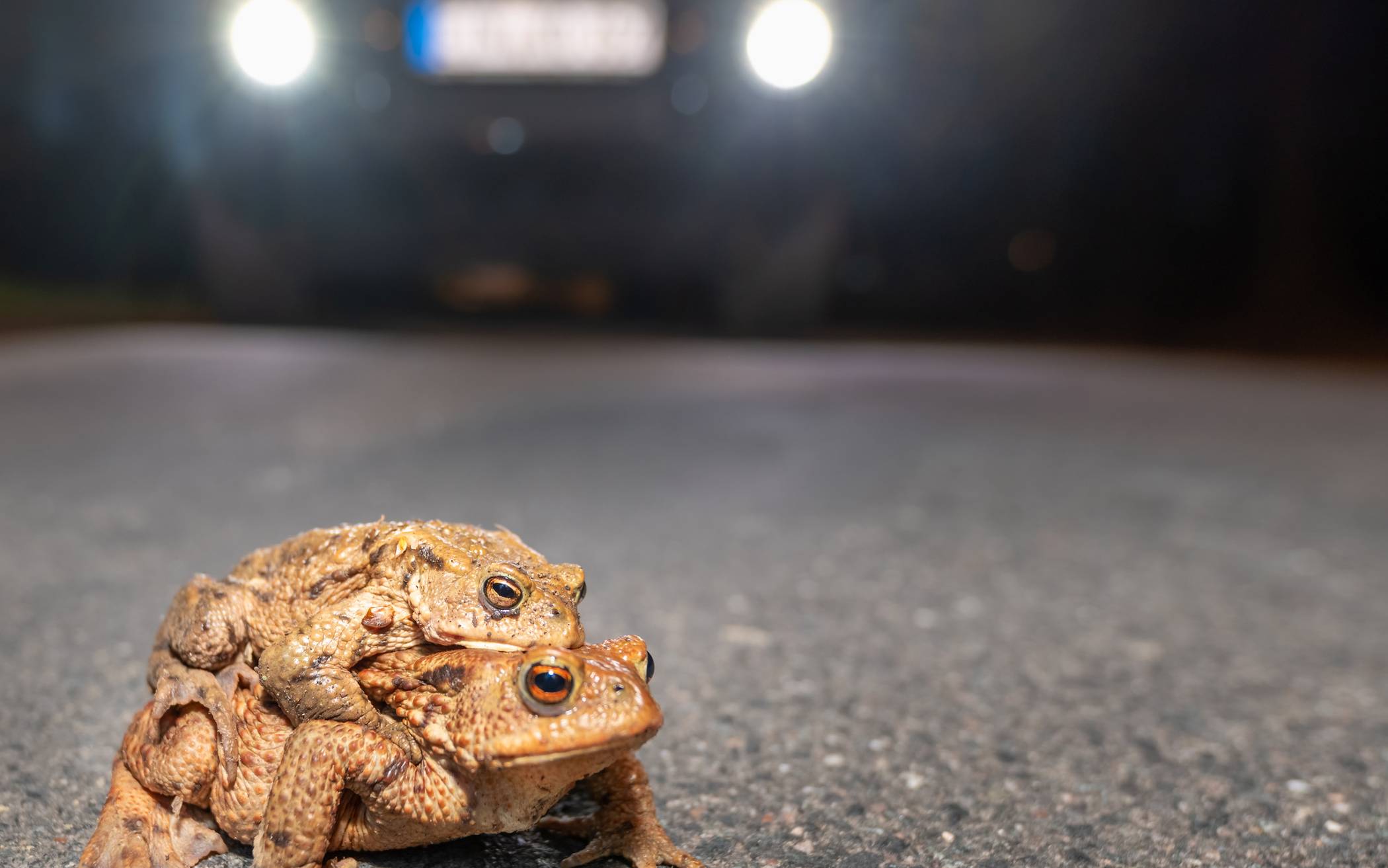 Die Kröten wandern wieder ...