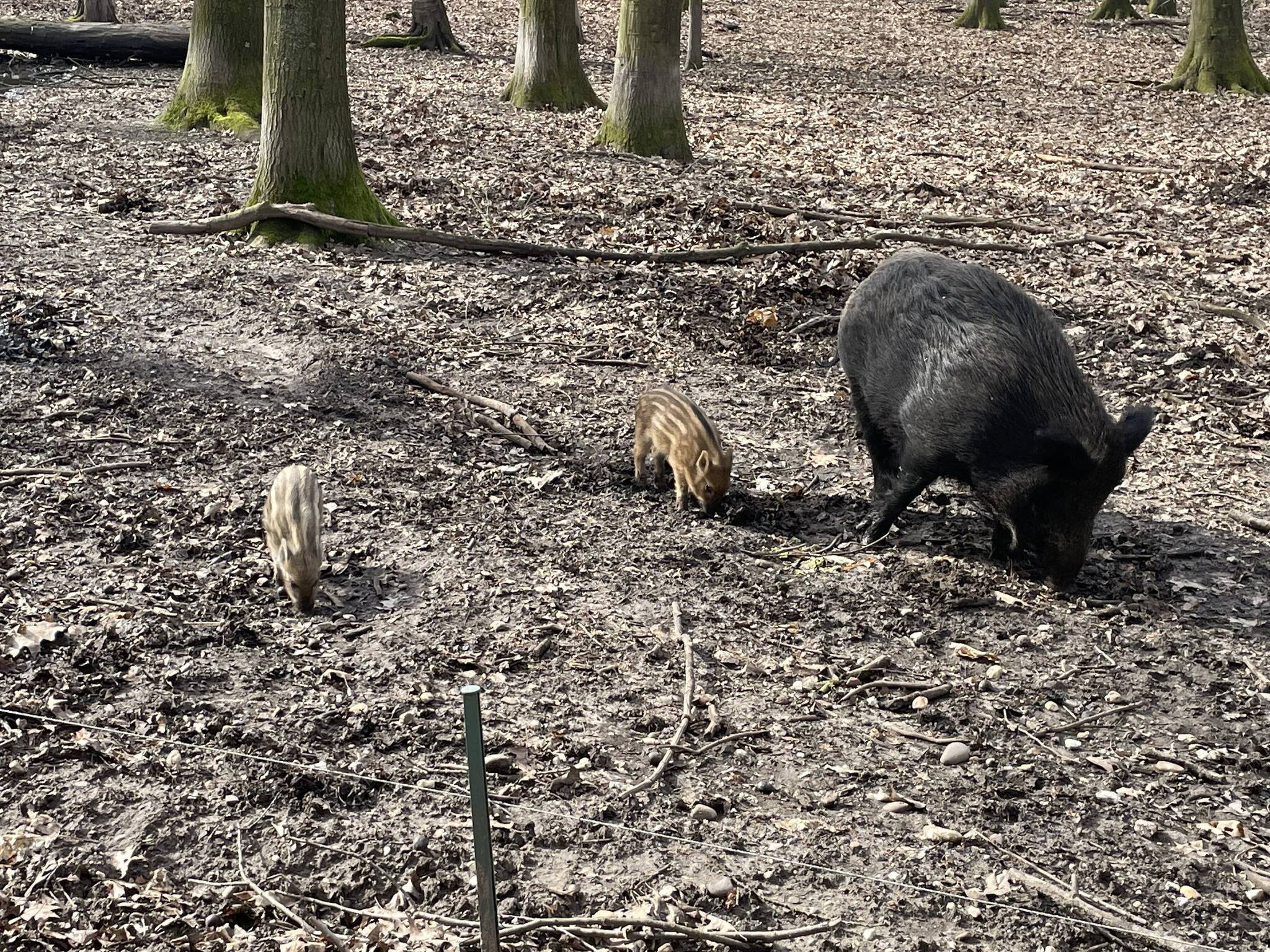Zwei Frischlinge: Süßer Wildschwein-Nachwuchs am Hülser Berg