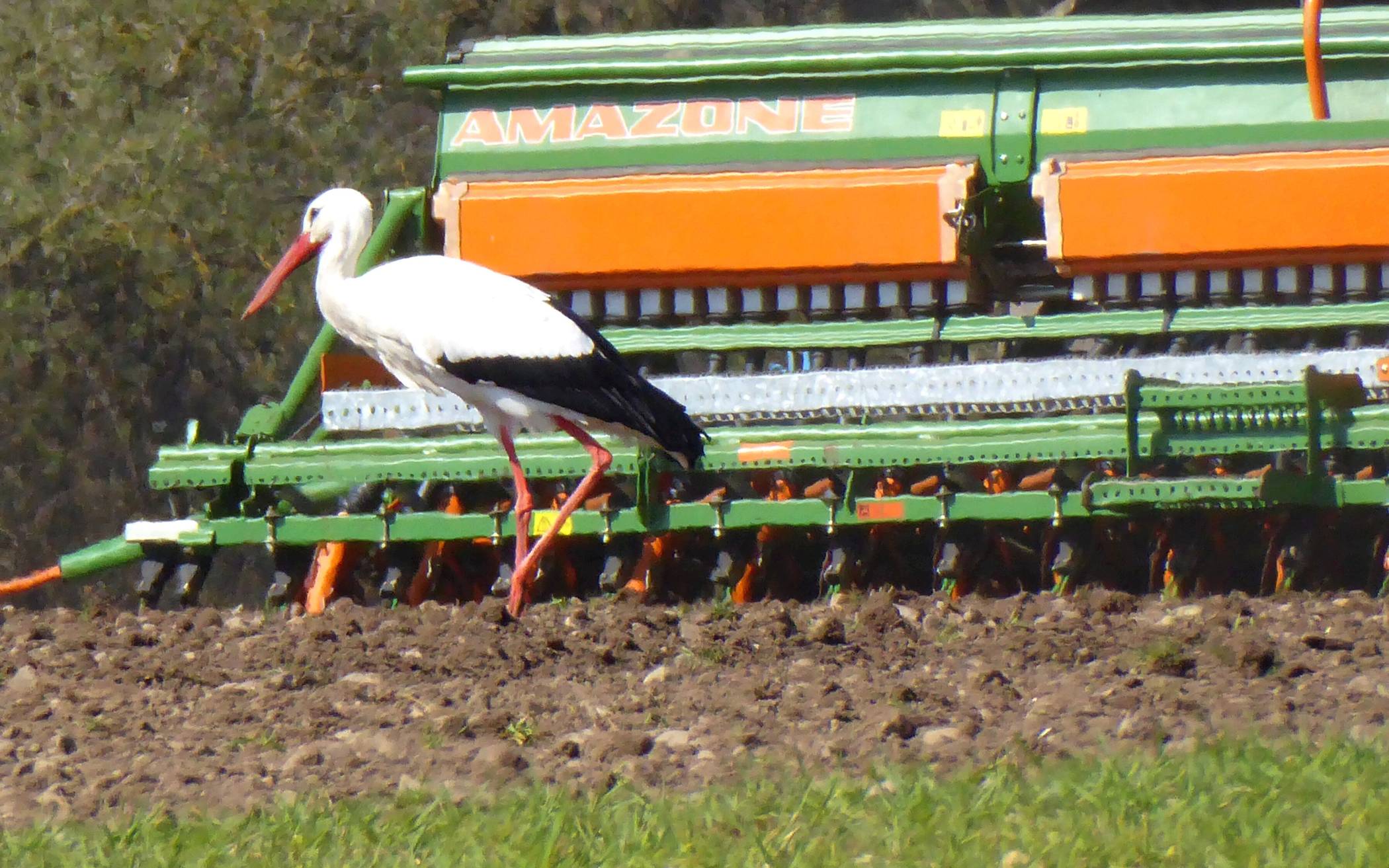 Drei Störche in Krefeld-Traar
