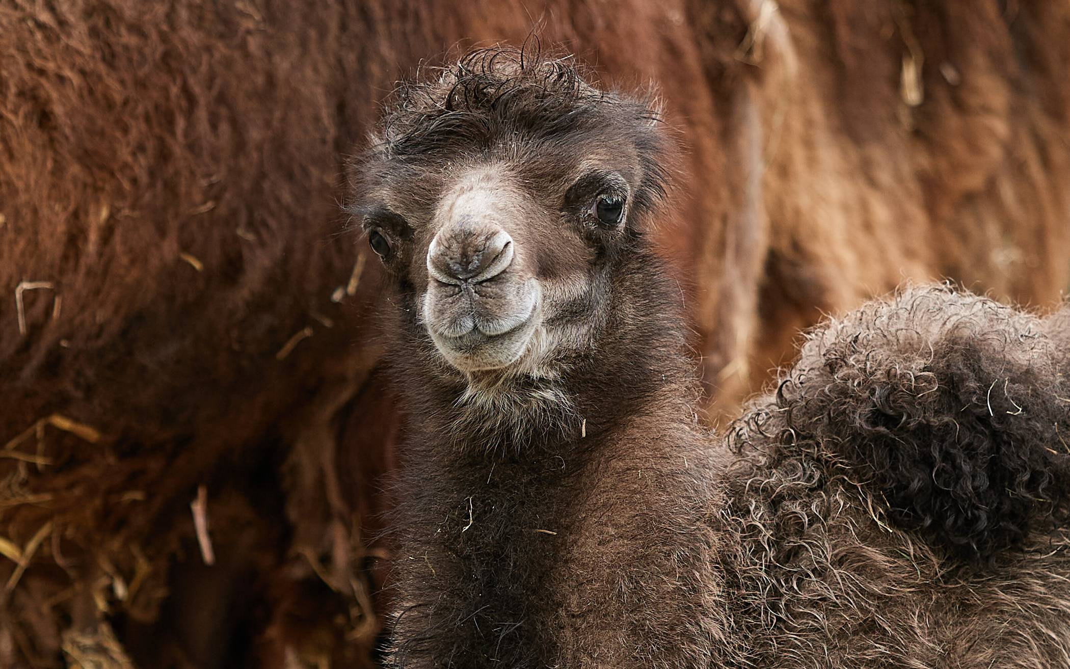 Doppelter Nachwuchs bei den Trampeltieren