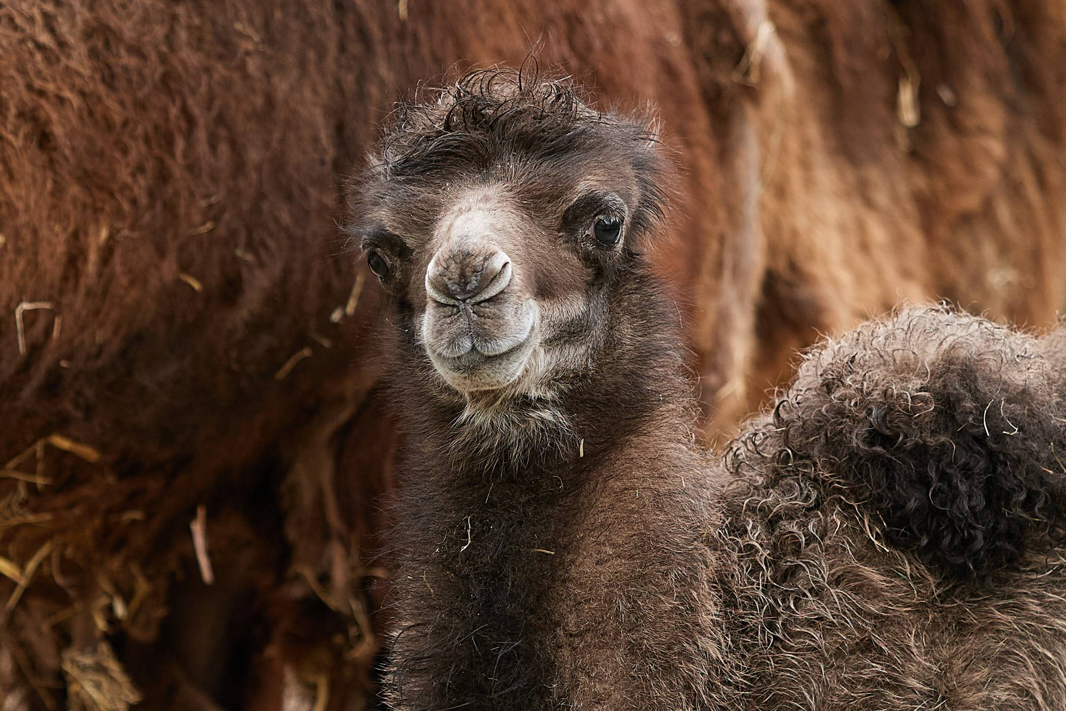 Krefelder Zoo: Doppelter Nachwuchs bei den Trampeltieren