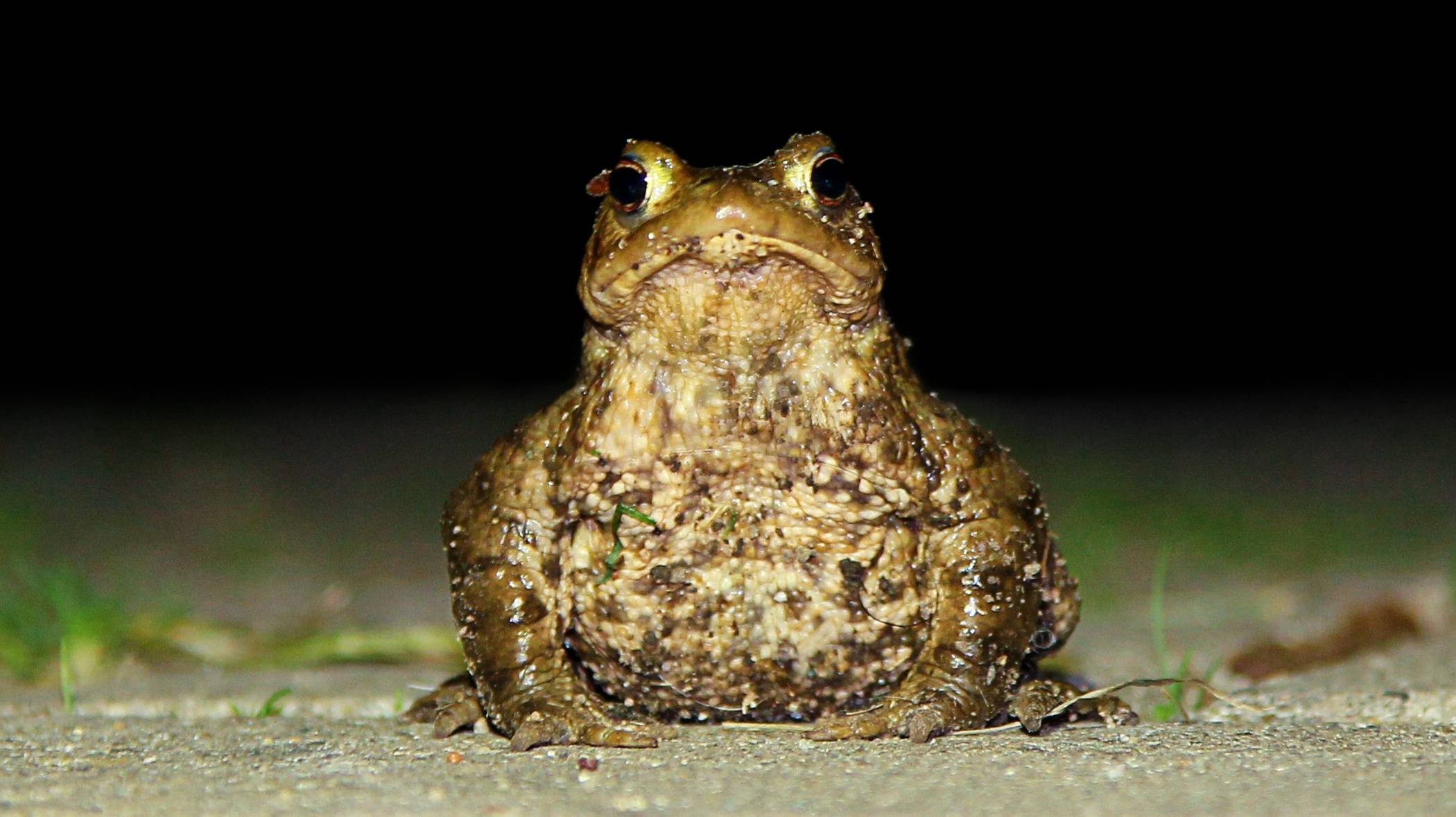 Mit nur noch 21 gezählten Tieren steht die hiesige Population der Erdkröten vor dem Aus. 