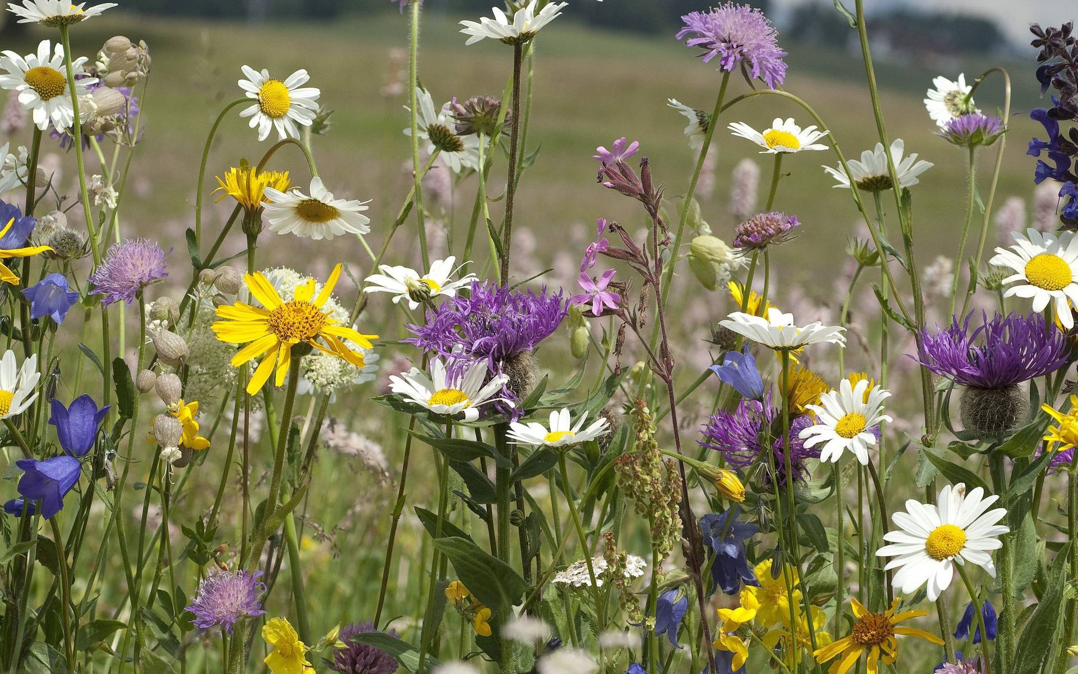 Auf dem Öko-Markt gibt es auch