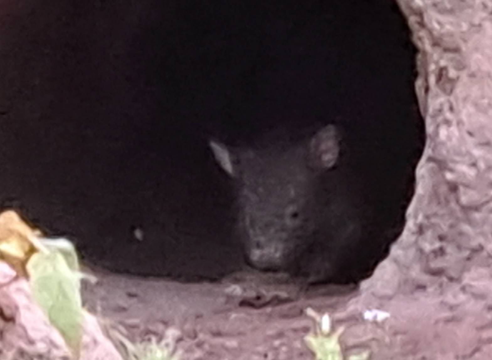 Nachwuchs bei den Wombats - die schönste Stupsnase am Niederrhein