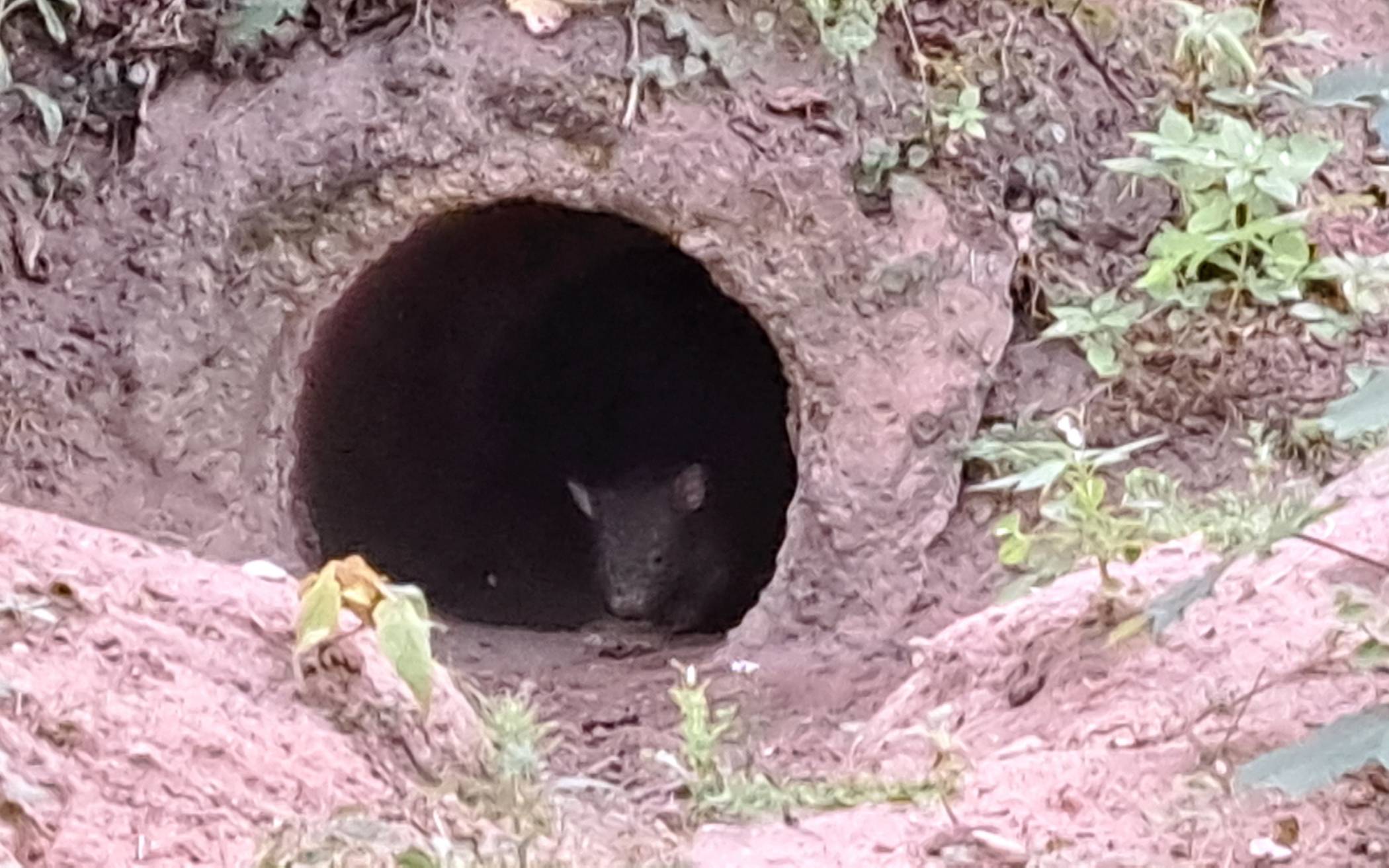 Das Wombat-Baby verlässt den Bau Foto: Zoo Duisburg / S....