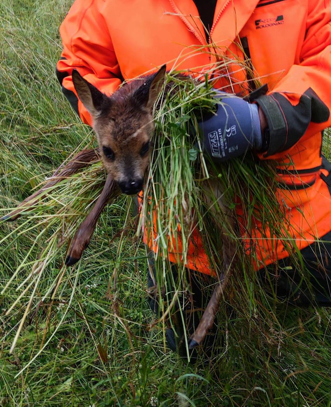 Thermodrohne soll Jungwild schützen