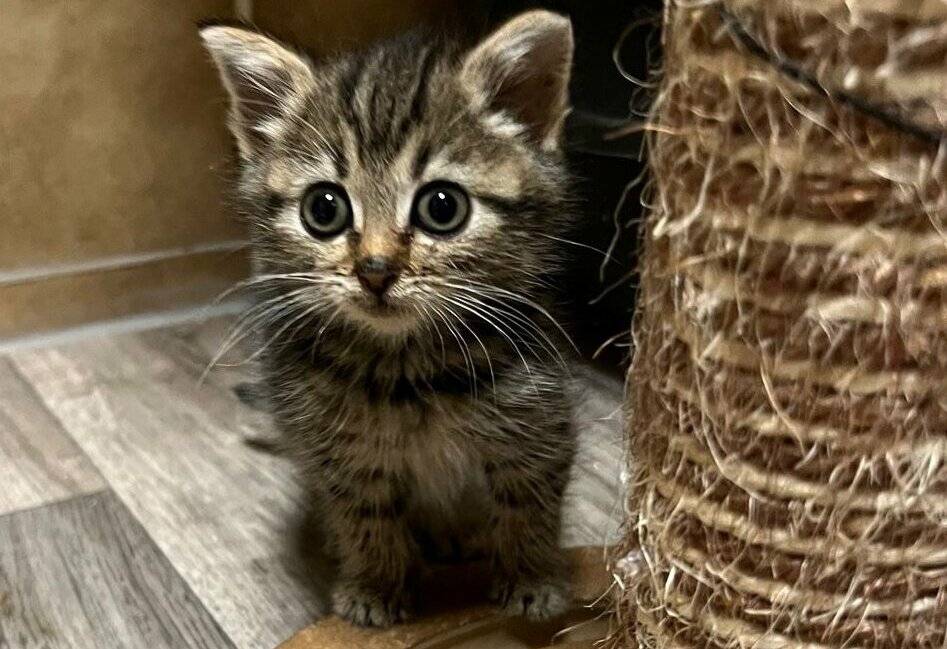  Die Anzahl der gefundenen Kitten steigt, die Kosten für die Versorgung auch. 