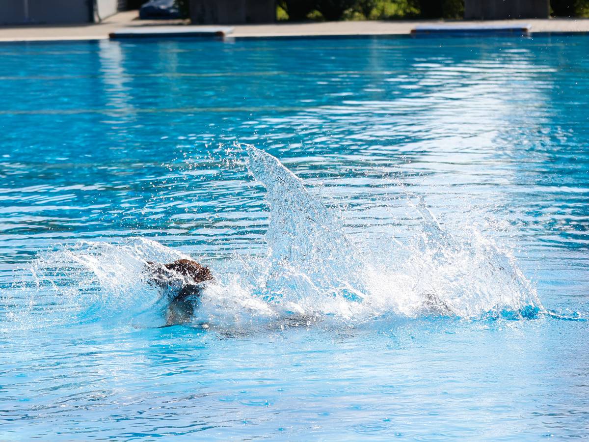 Hundeschwimmen im Freibad Bockum

