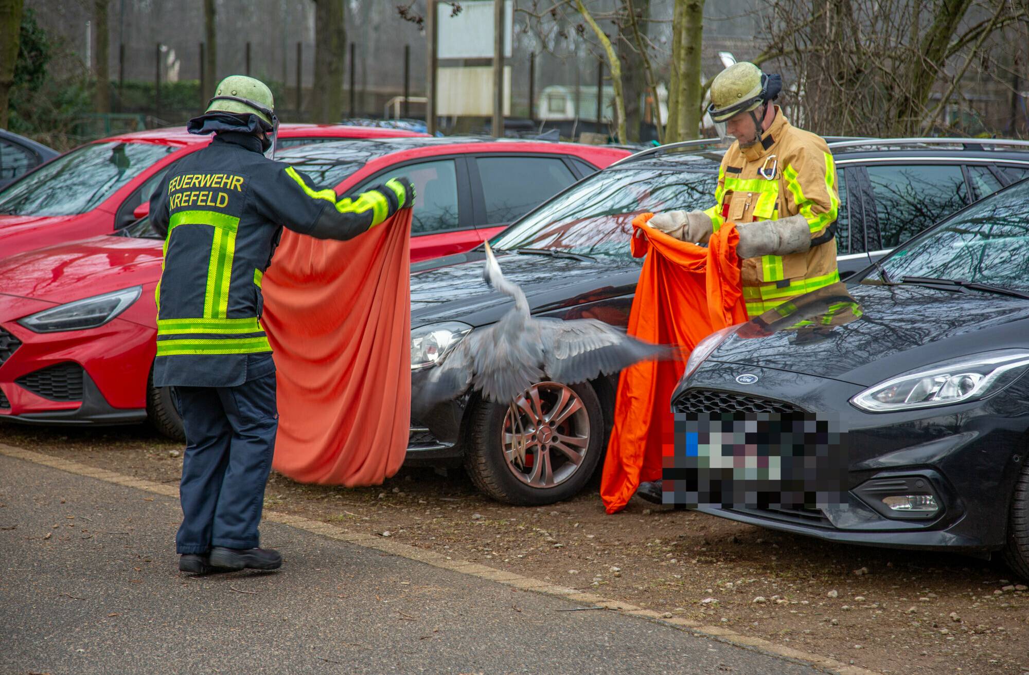 Feuerwehr fängt verletzten Graureiher