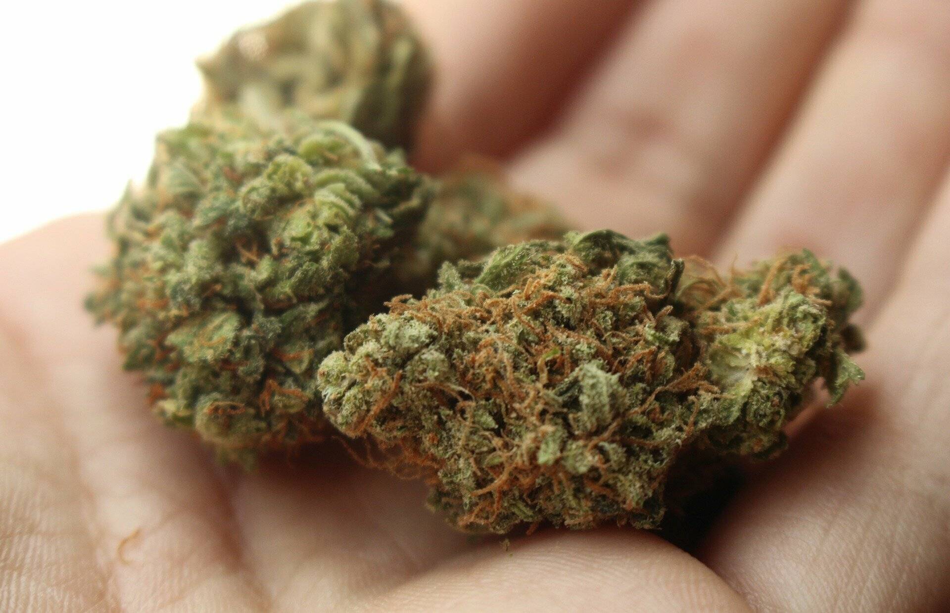 50 Gramm Cannabis dürfen Erwachsene nun