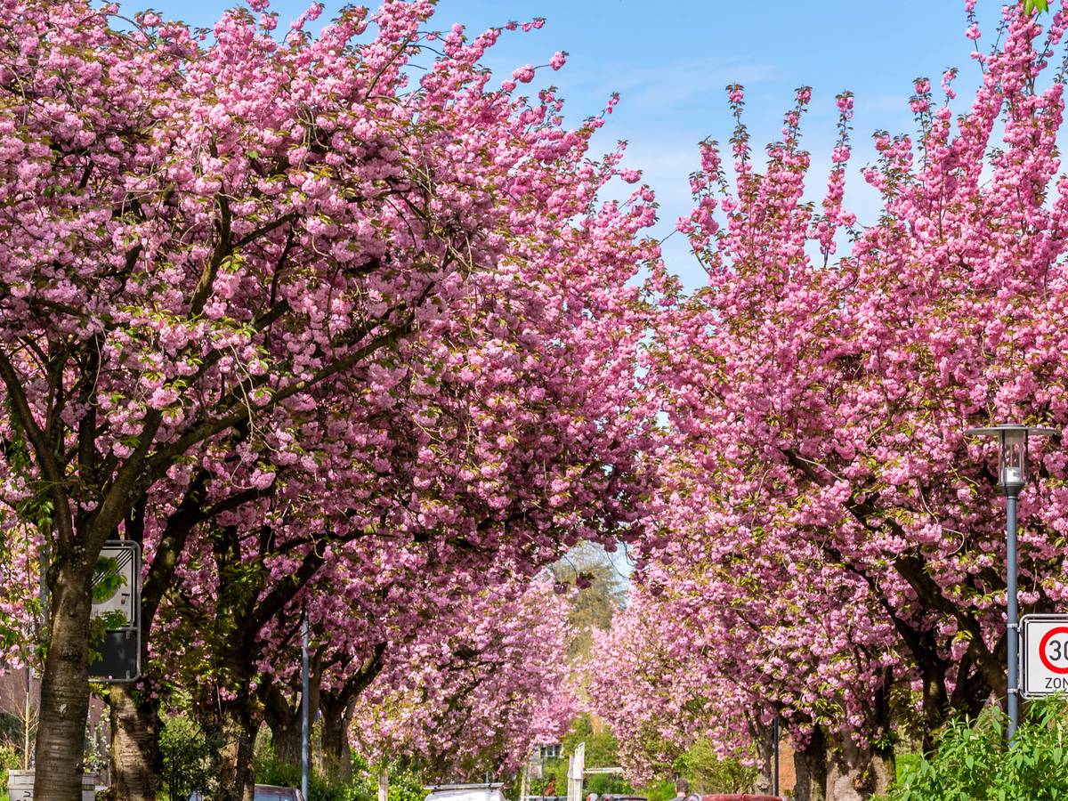 Prachtvolle Kirschblüte
