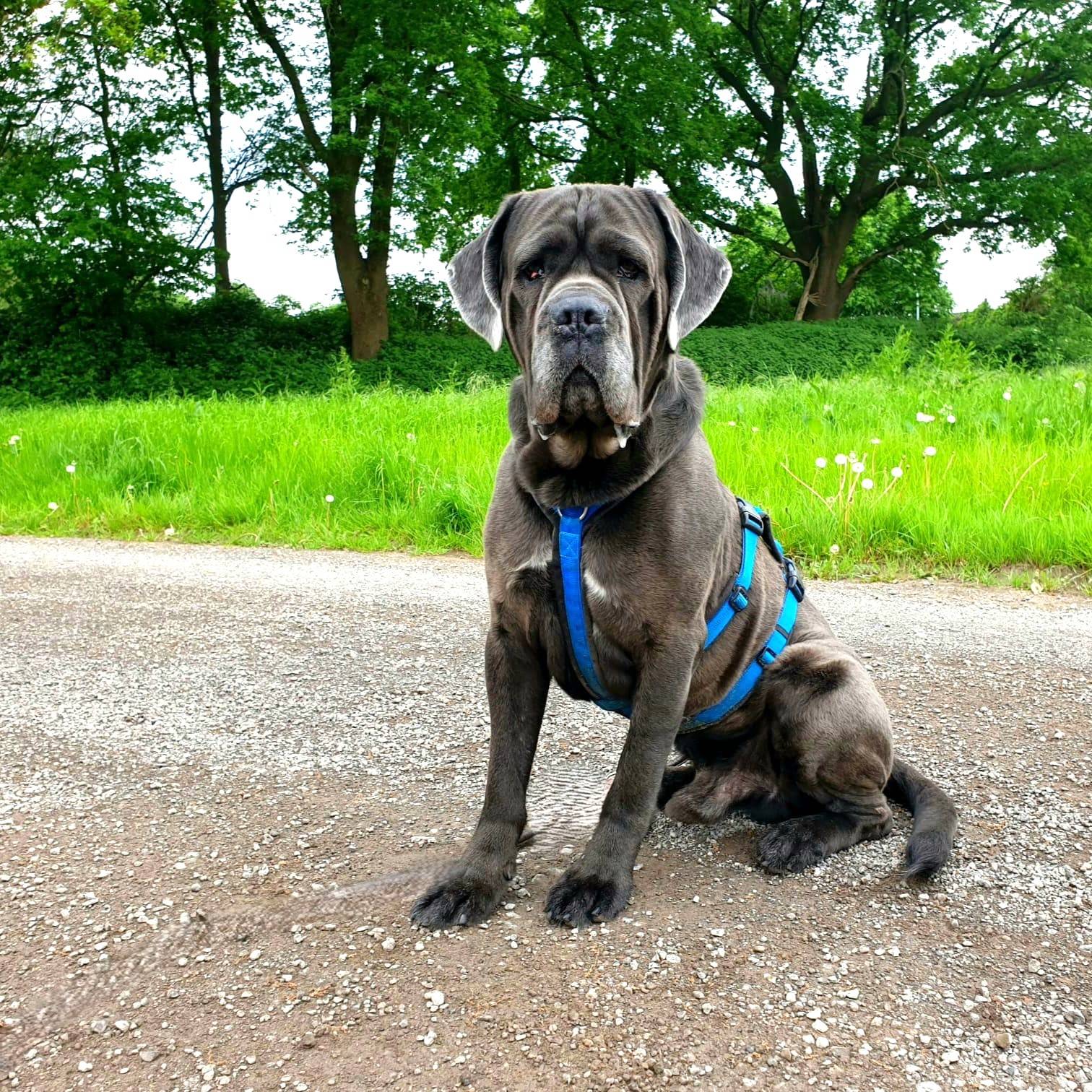 Rocky aus der Tierherberge Kamp-Lintfort