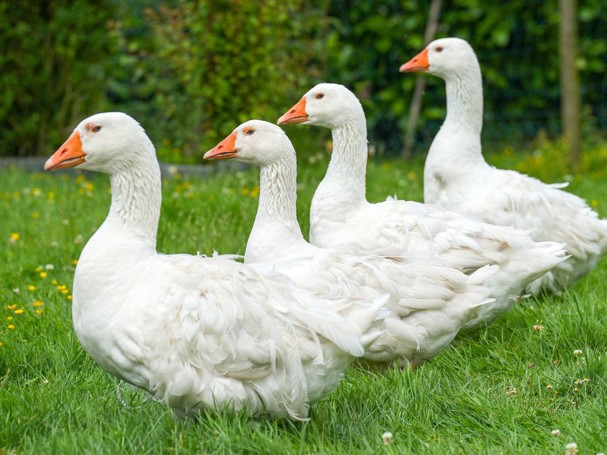 Men porno tomosha qilishga majbur boldim. Koreya erotikasi