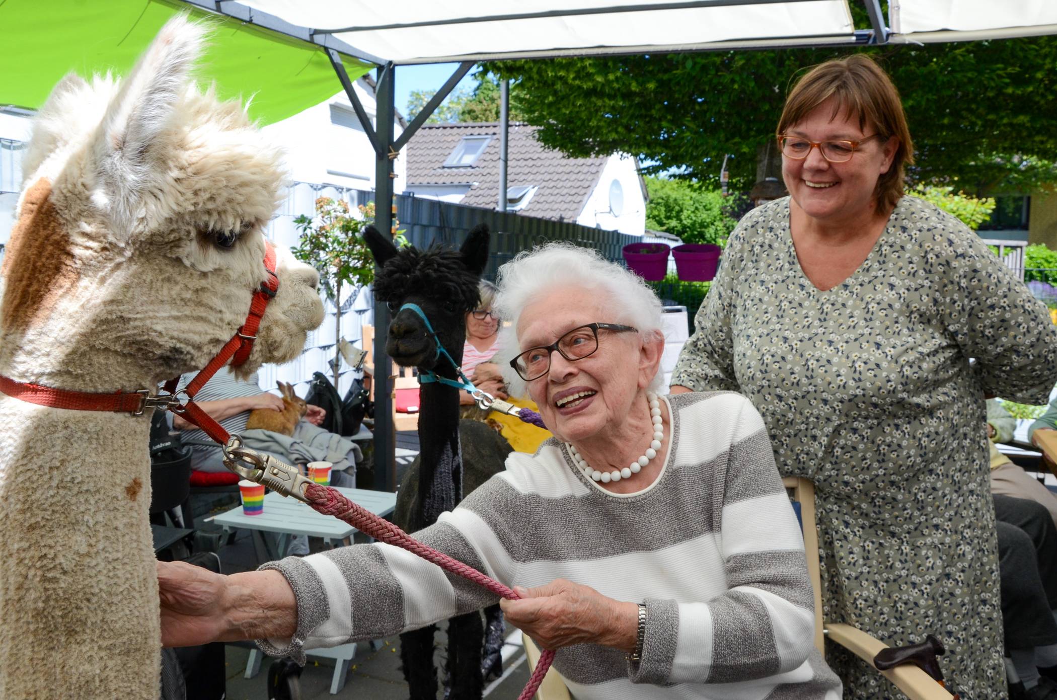 Tierbesuch, wie hier Alpakas vom Panuba-Erlebnishof im Caritaszentrum Holt, sind bei den Bewohner*innen der Caritas-Senioren-Einrichtungen besonders beliebt.  