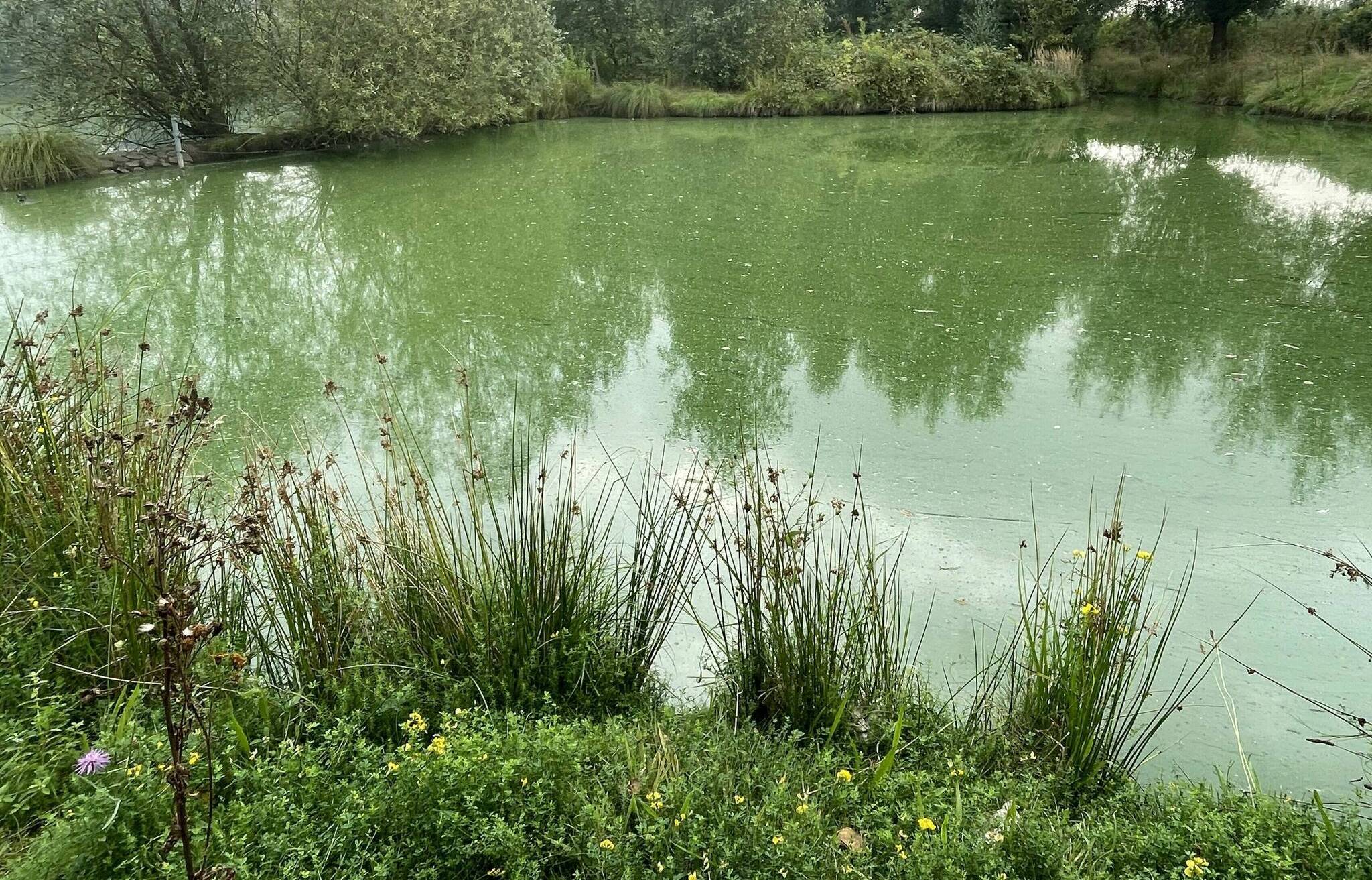 Das sieht nicht schön aus: Blaualgen