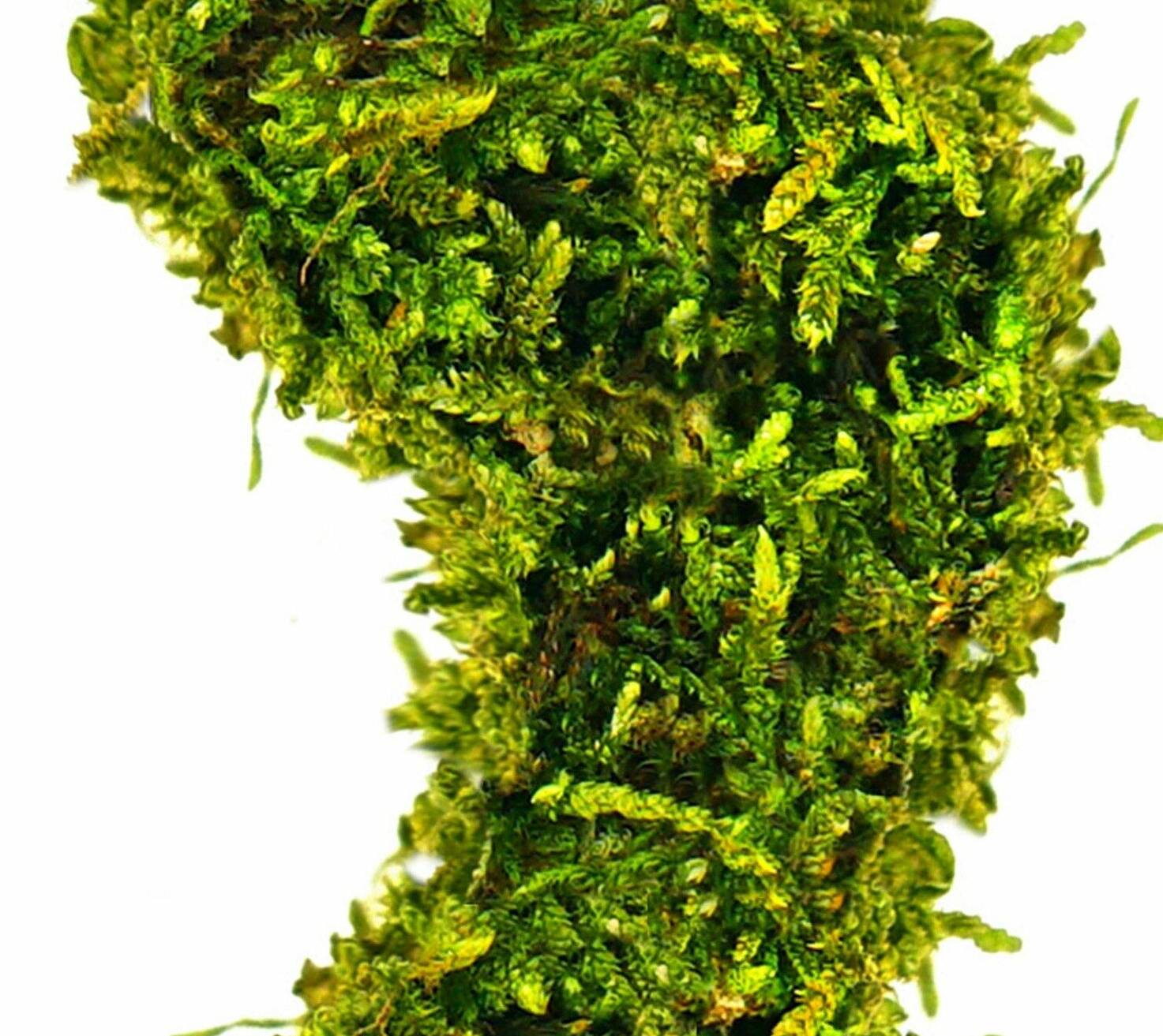  Fußabdruck. Foto: Jenny Sturm 