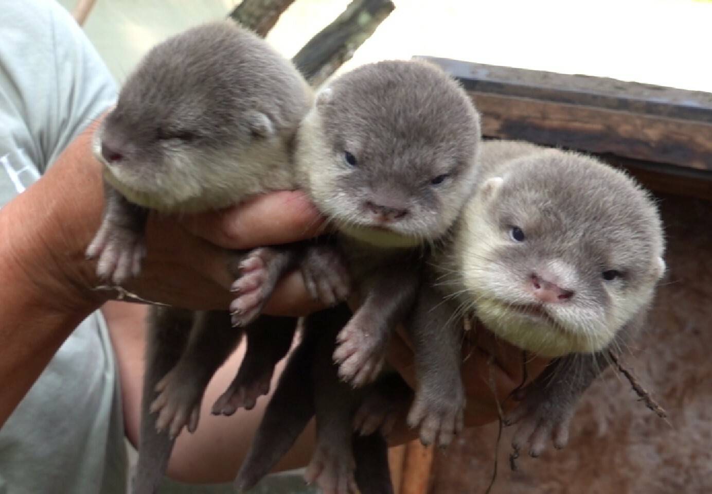  Im Tiergarten Mönchengladbach haben drei Zwergotterbabys das Licht der Welt erblickt. 