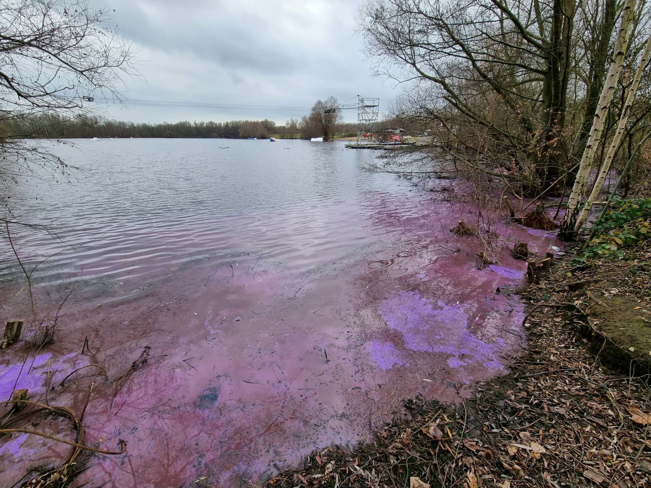  Burgunderblutalgen in der Tegge in Duisburg-Rheinhausen. 