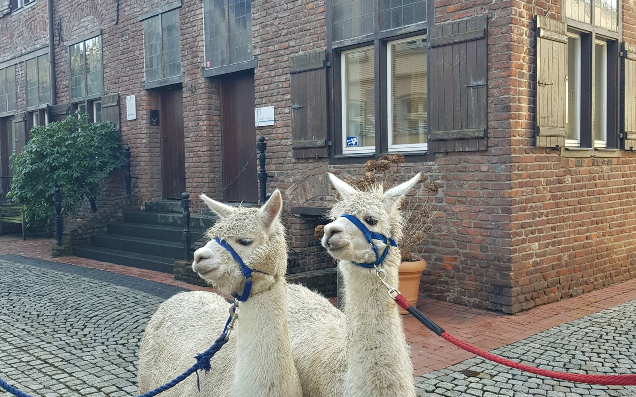 Alpakas führen durch die Stadtgeschichte.&#x21e5;Foto: Fusenig