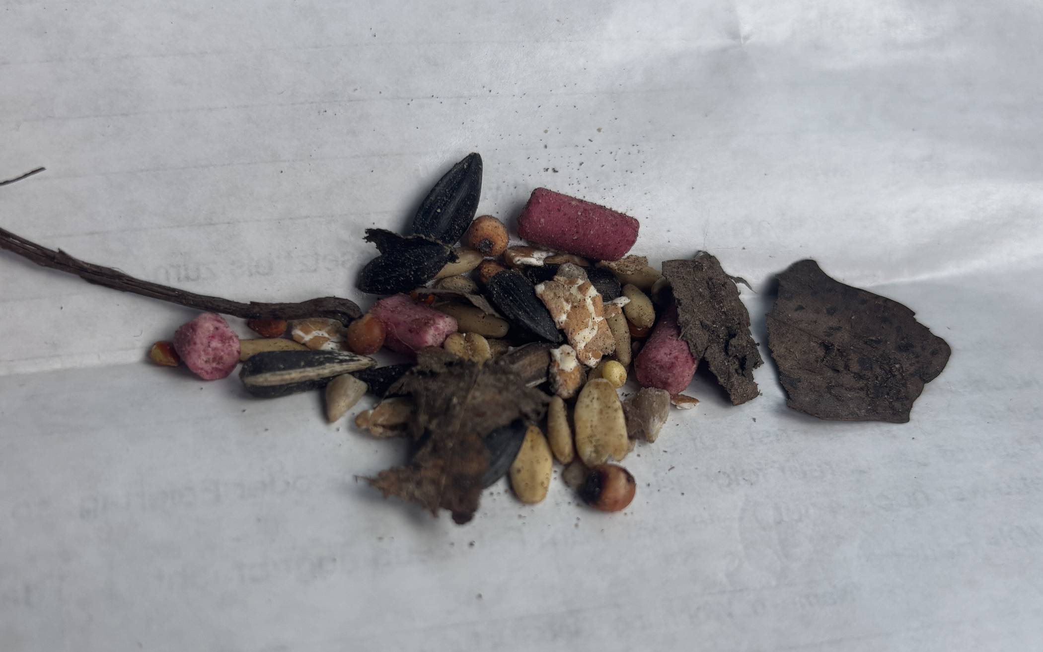 Rattengift am Waldsee gefunden