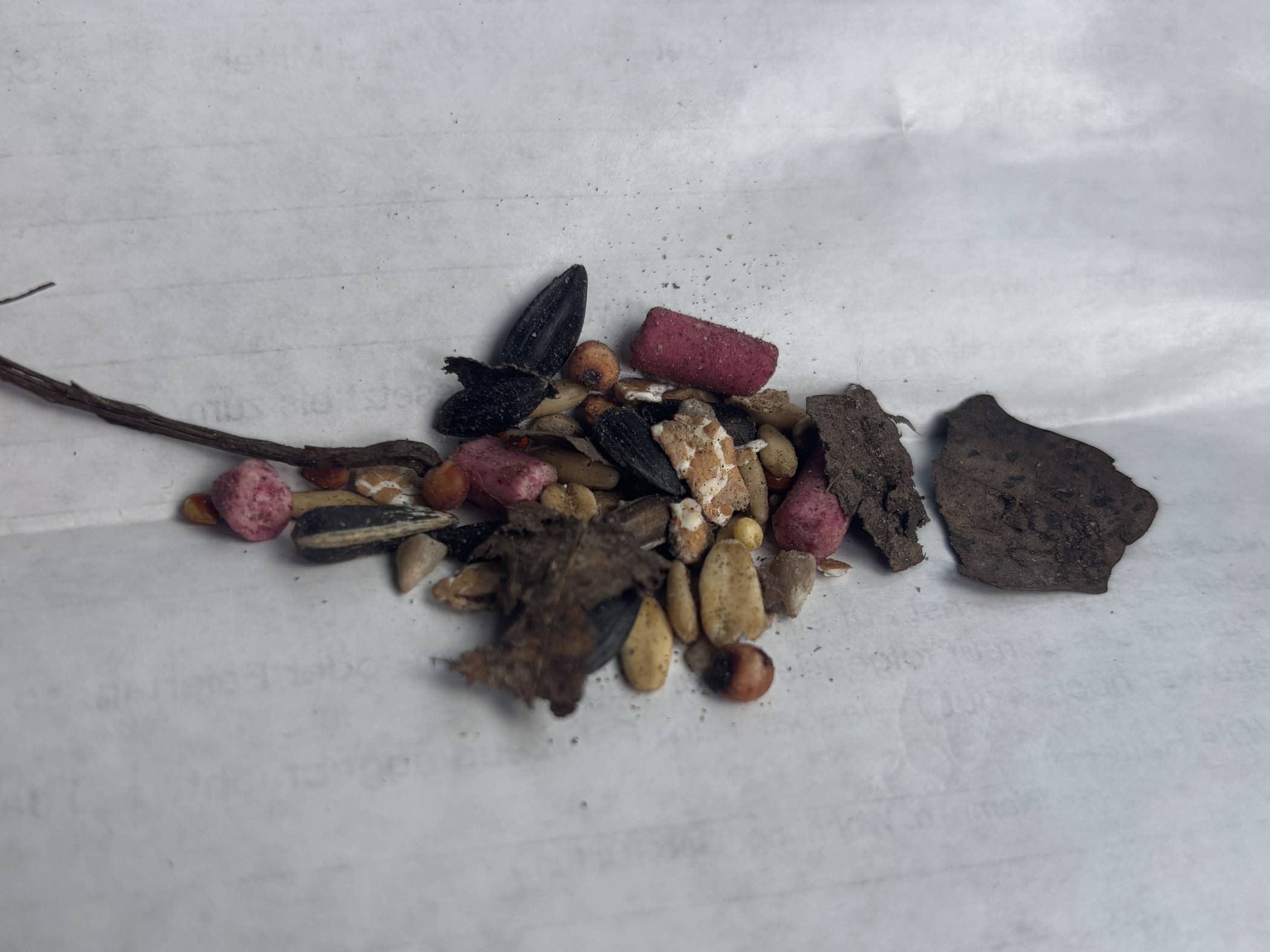 Hinweis aus der Bürgerschaft: Rattengift am Waldsee gefunden