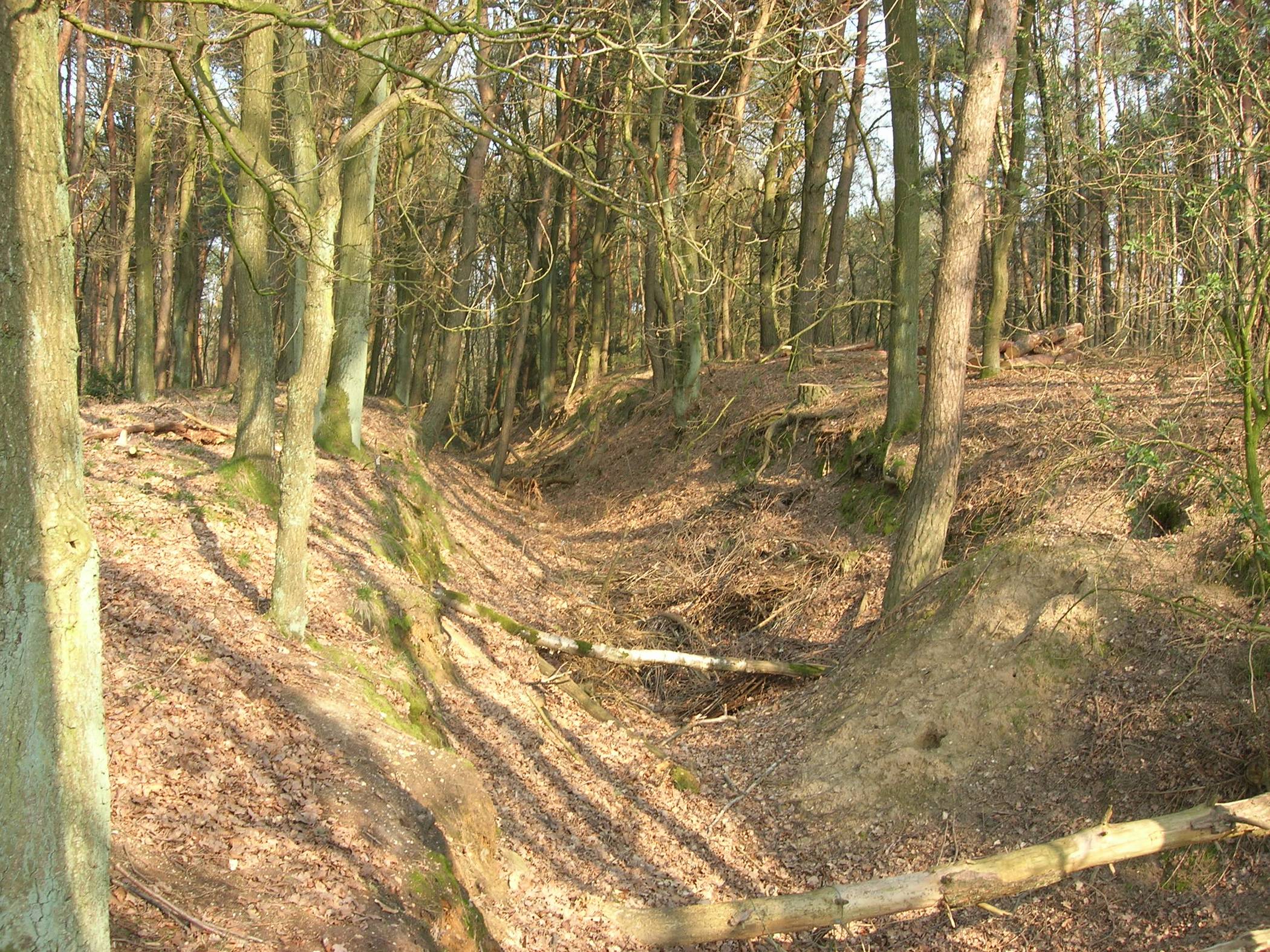  Ein ehemaliger Panzergraben im Klinkumer Wald. 