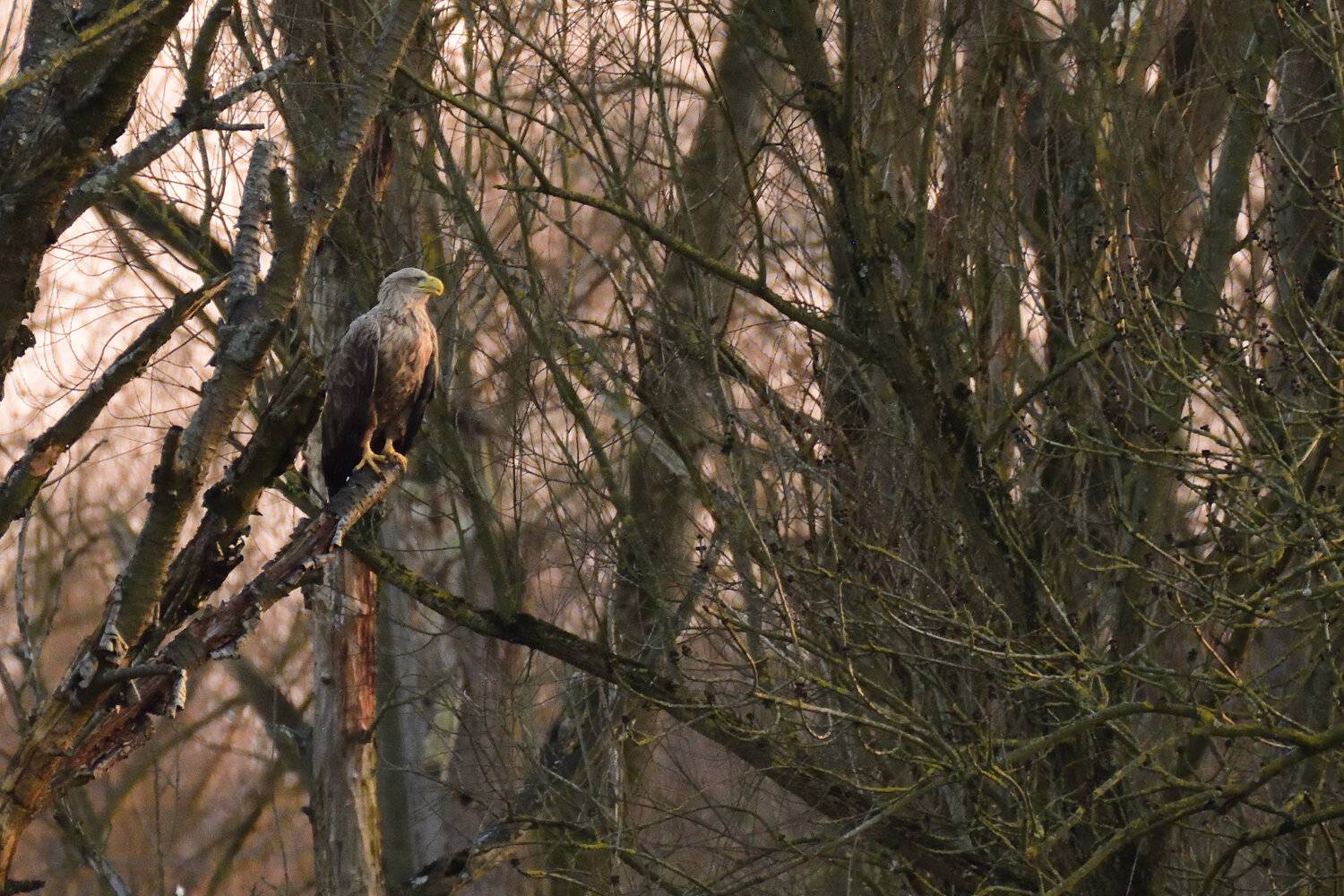 Seeadler / ©Christian Falk