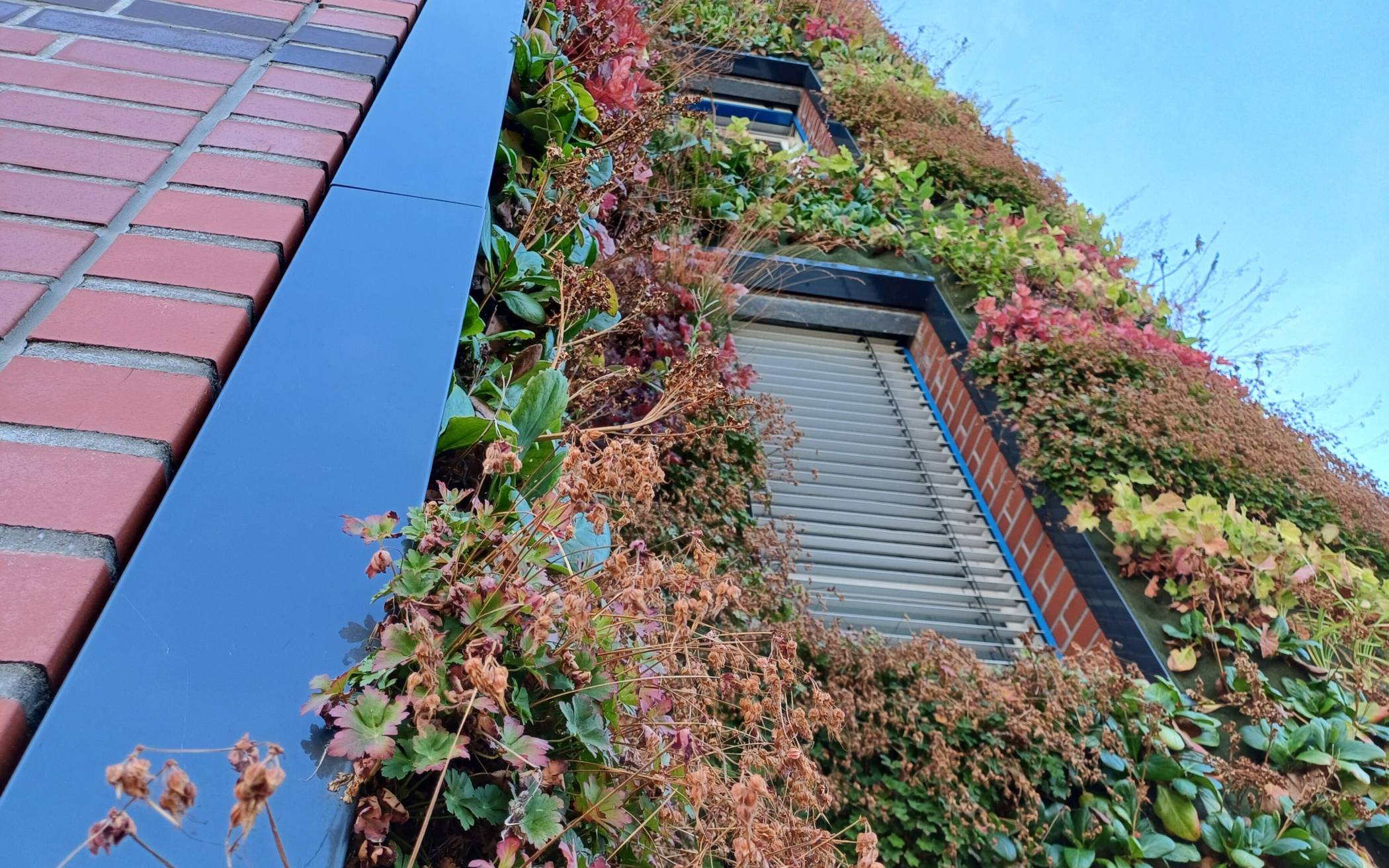 Im Frühjahr 2024 wurde diese Außenbegrünung