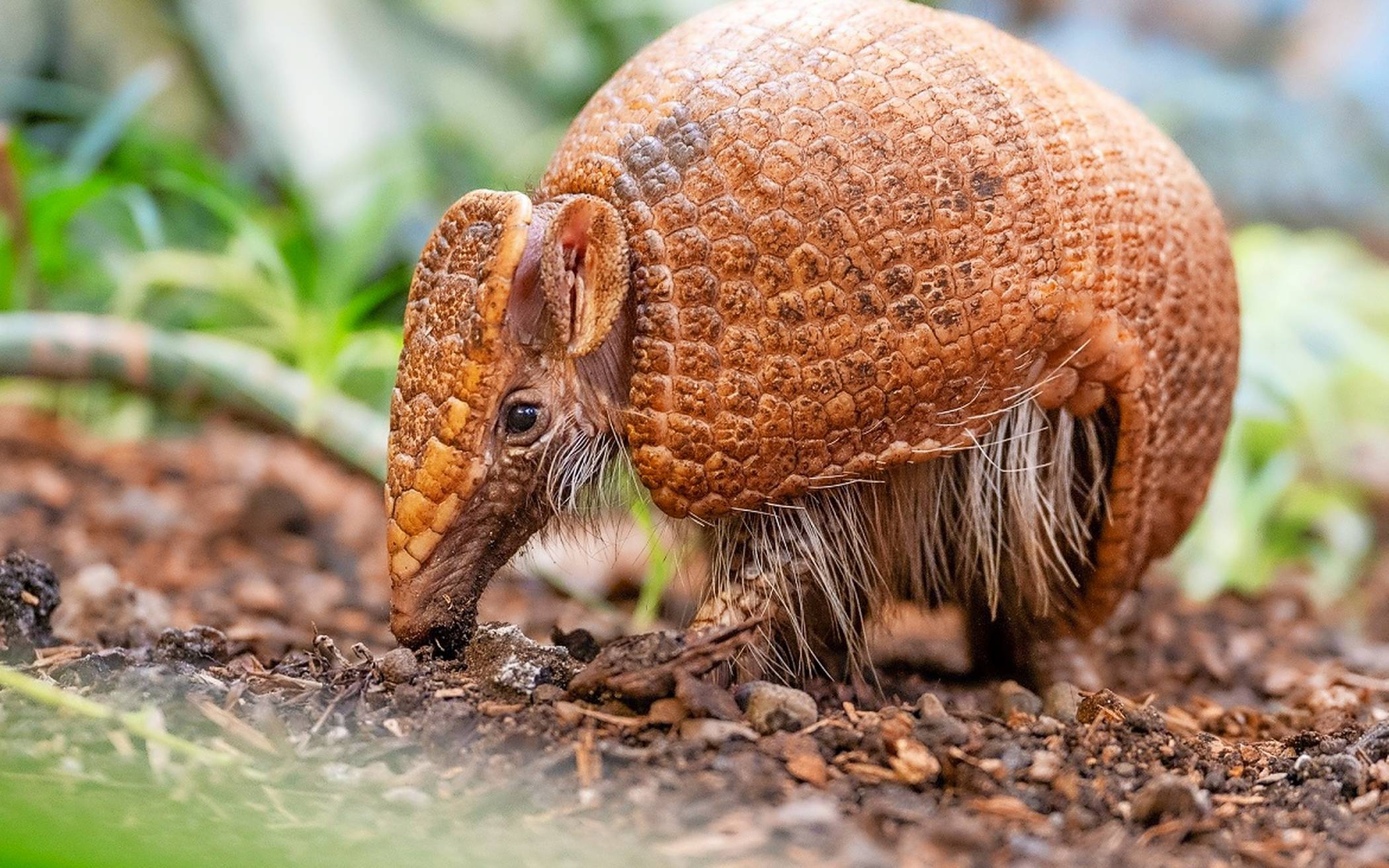 Pepe lebt im Duisburger Zoo, ist