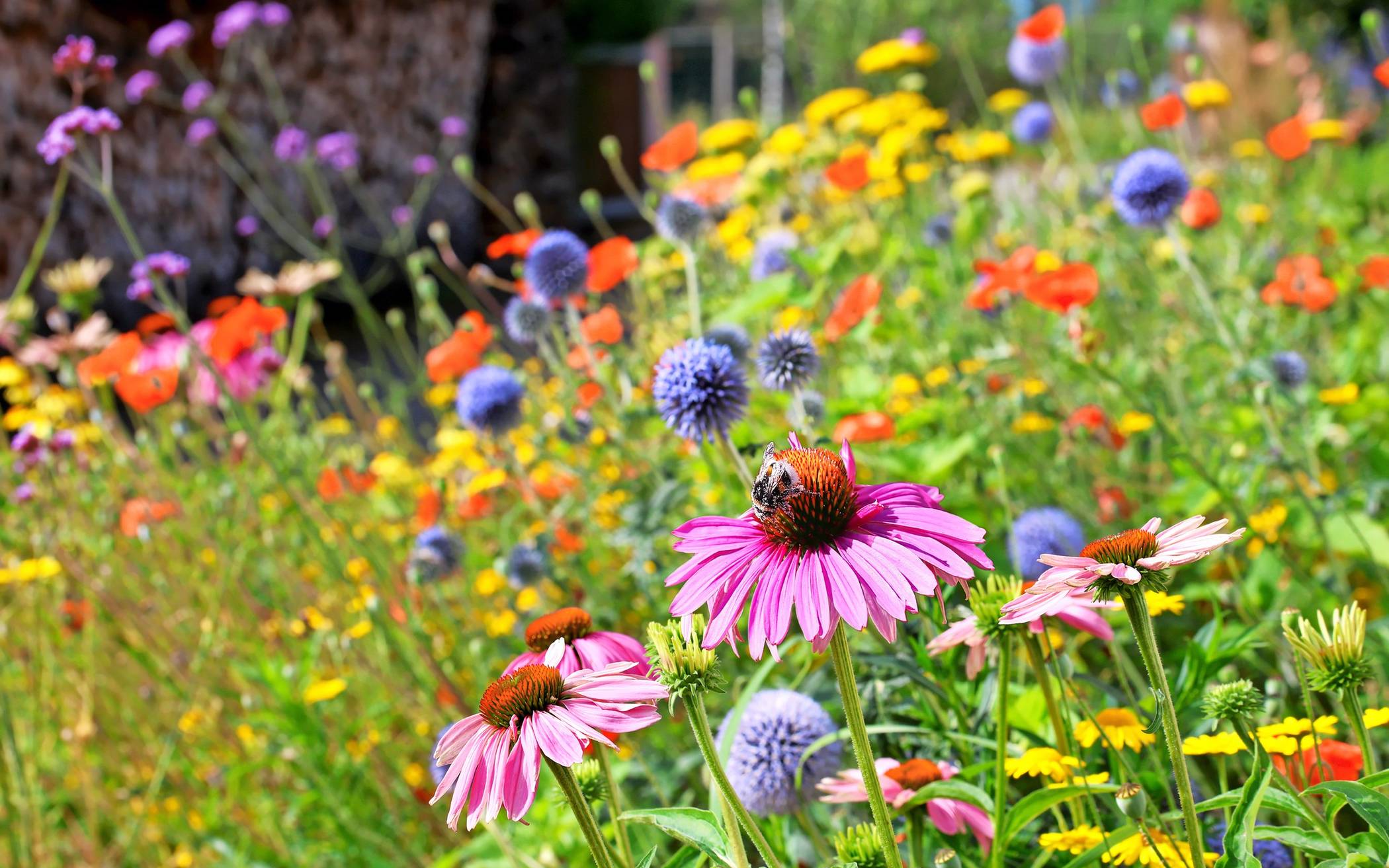  Blühstreifen – ein Paradies für Insekten. 