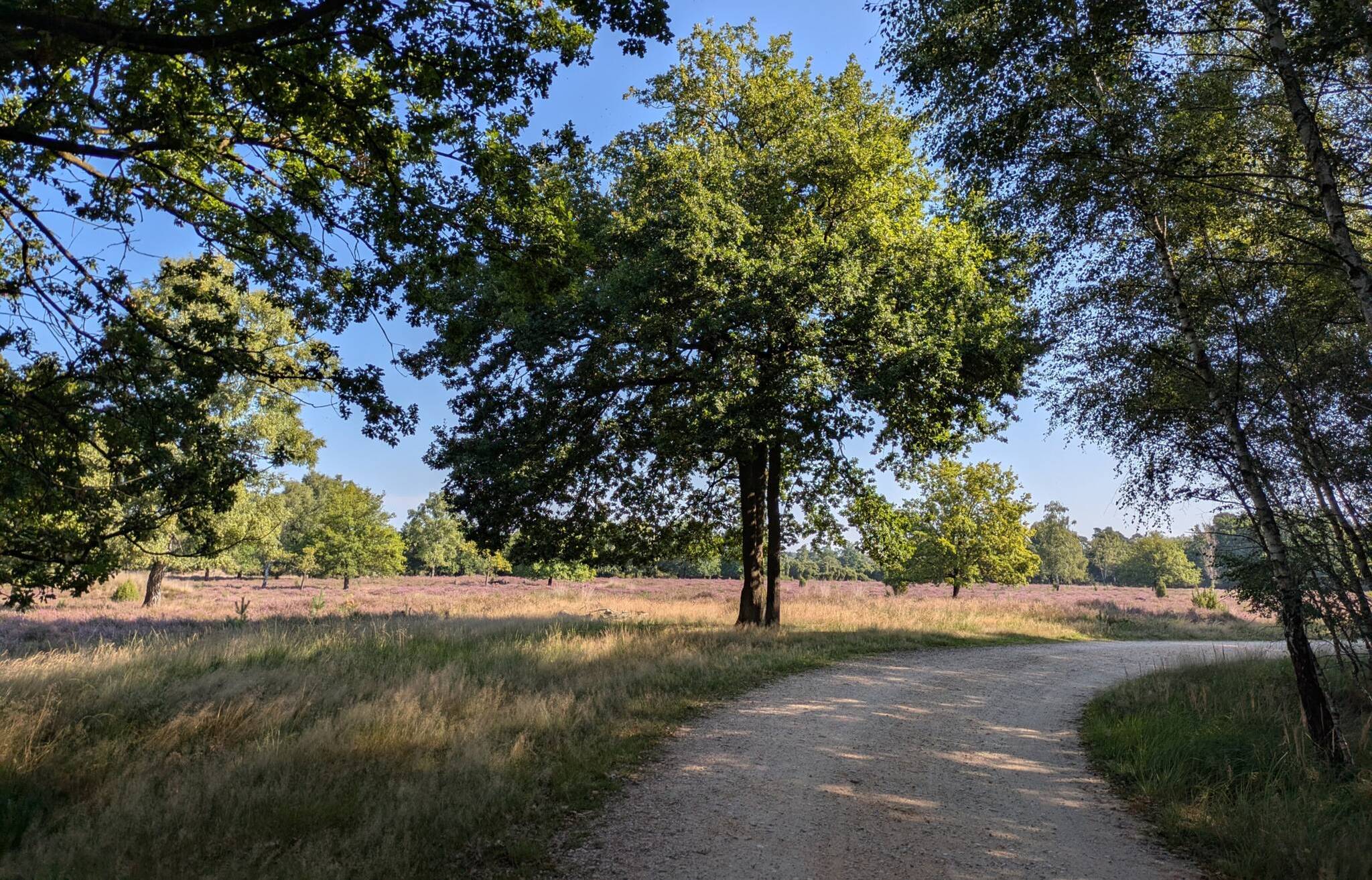 Es geht durch den Elmpter Schwalmbruch.&#x21e5;
